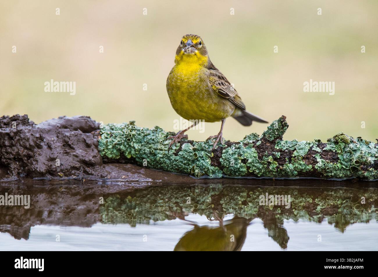 Finch safran, Sicalis flaveola, la Pampa, Argentine. Banque D'Images