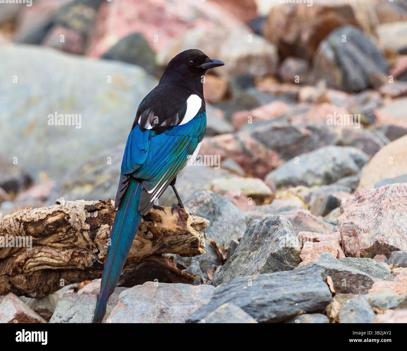 Une Magpie avec de belles plumes colorées perchées sur un morceau de bois flotté avec des rochers et des rochers en arrière-plan. Banque D'Images