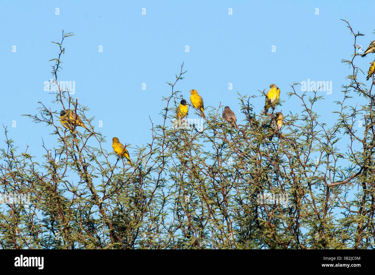 Siskin à capuche, Spinus magellanicus, dans l'environnement de la forêt de Calden, la Pampa, Argentine. Banque D'Images