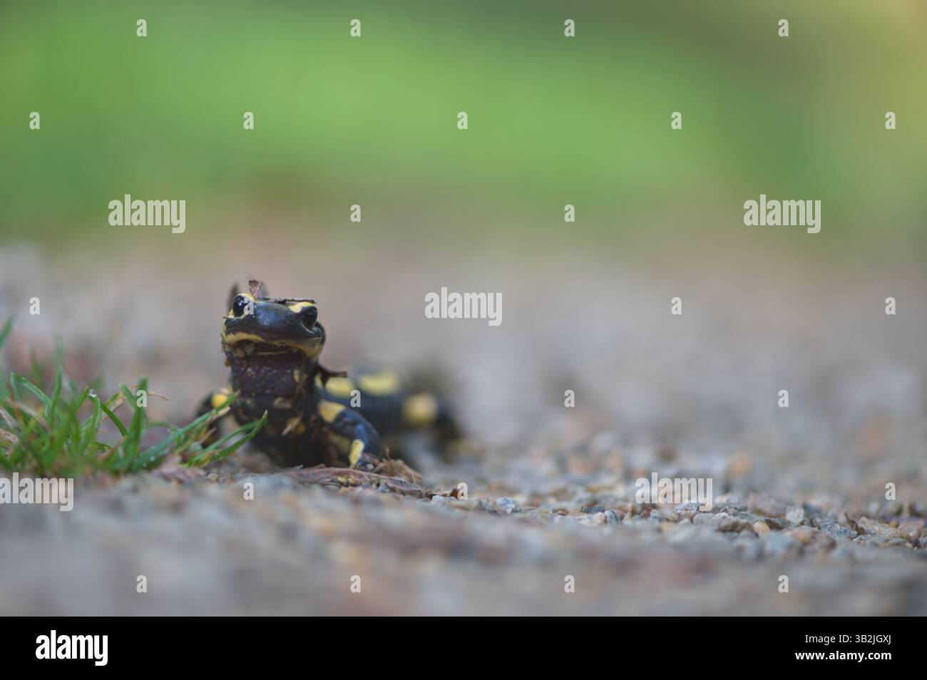gros plan d'une salamandre noire et jaune Banque D'Images