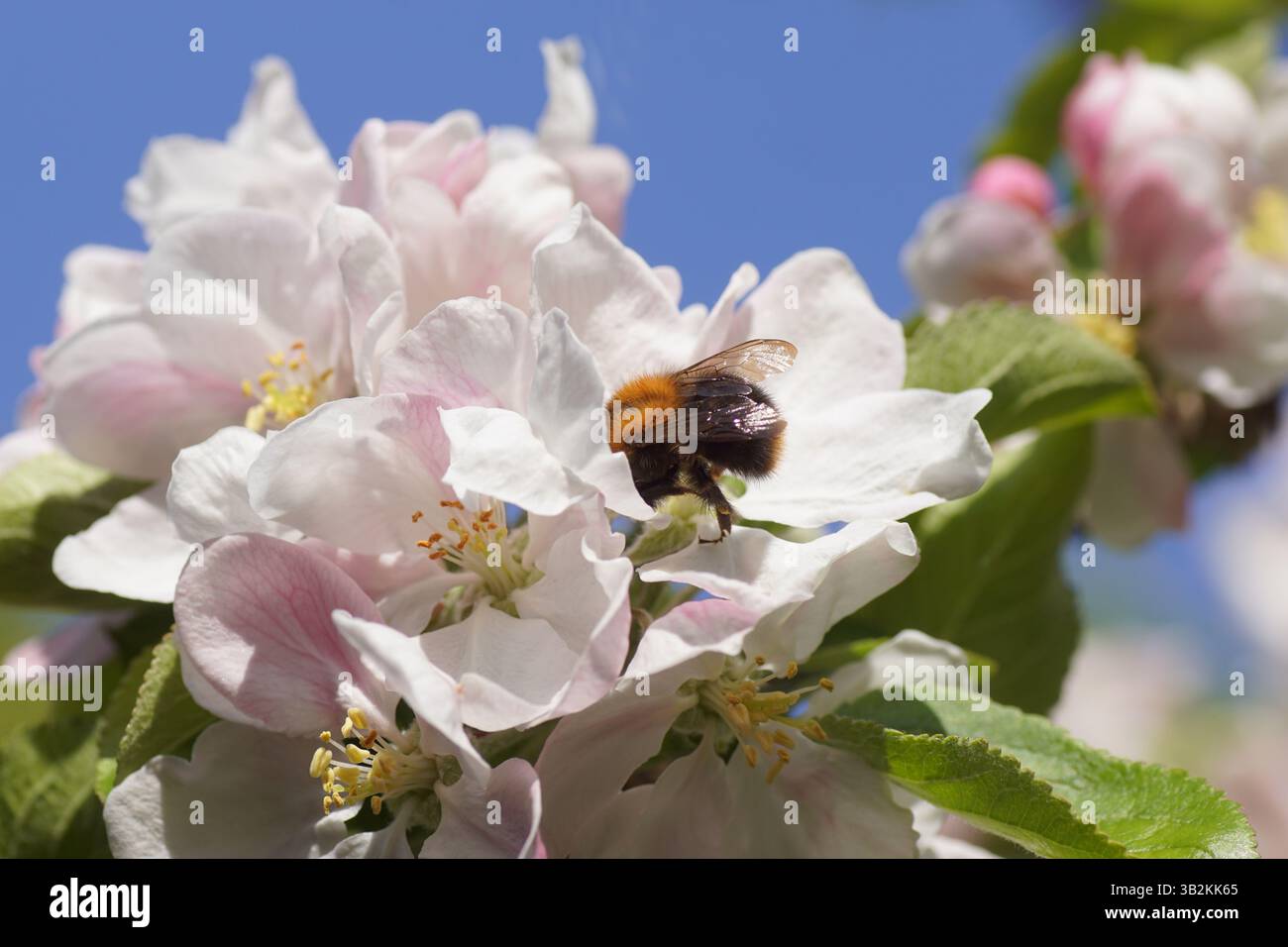 Abeille cardée commune (Bombus pascuorum), famille Apidae sur fleurs blanches du pommier. Ciel bleu. Printemps, pays-Bas, avril Banque D'Images
