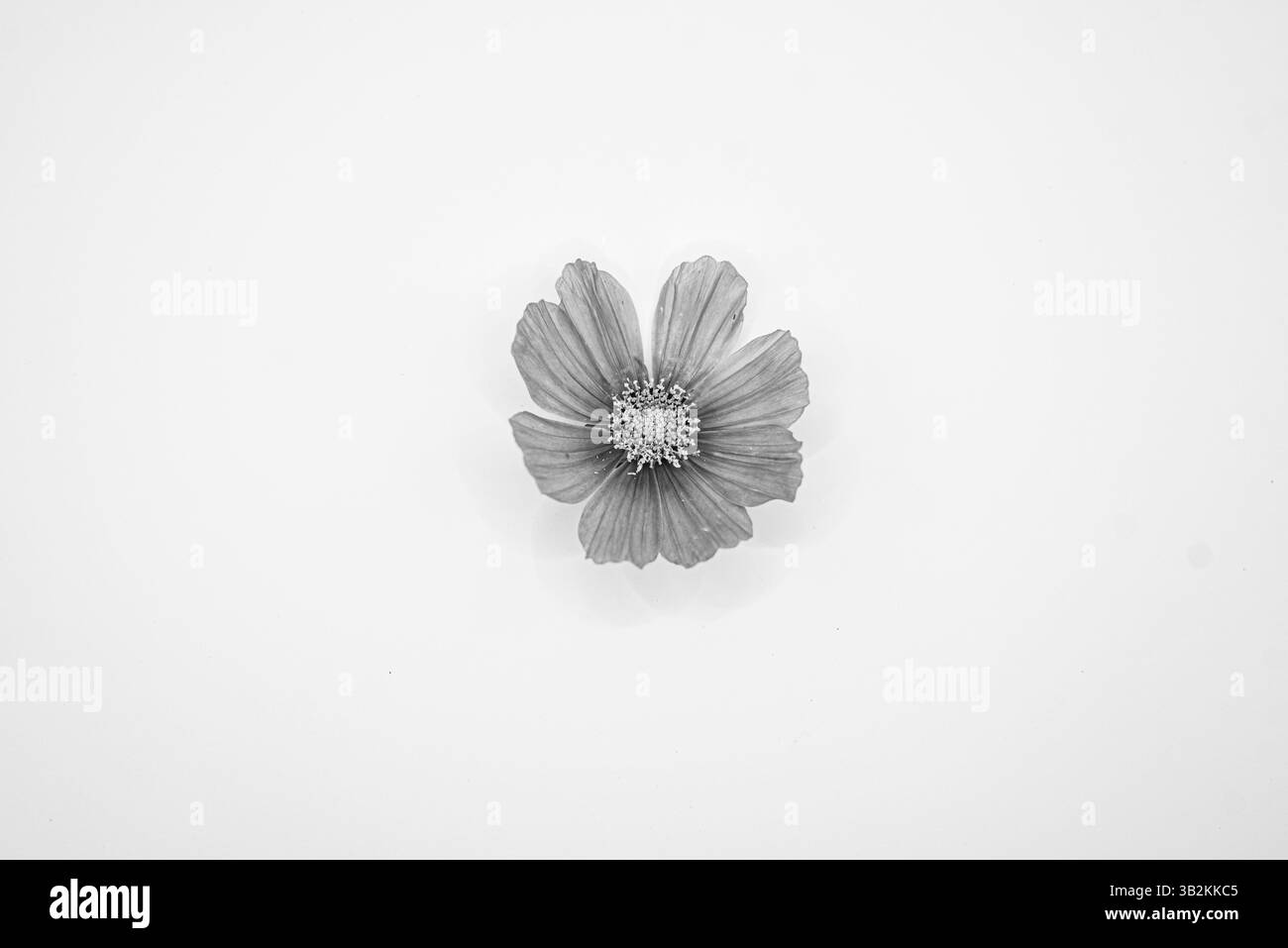 Fleur de cosmo rose sur fond blanc Banque D'Images