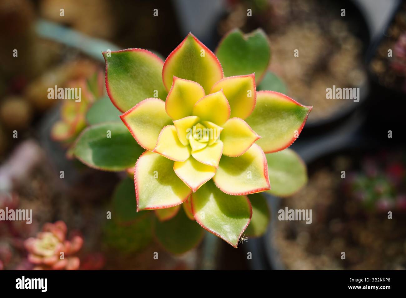 Succulentes harmonieuses en jaune et vert Banque D'Images