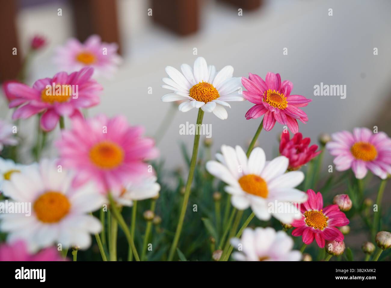 Un jardin plein de fleurs de Marguerites de différentes couleurs Banque D'Images