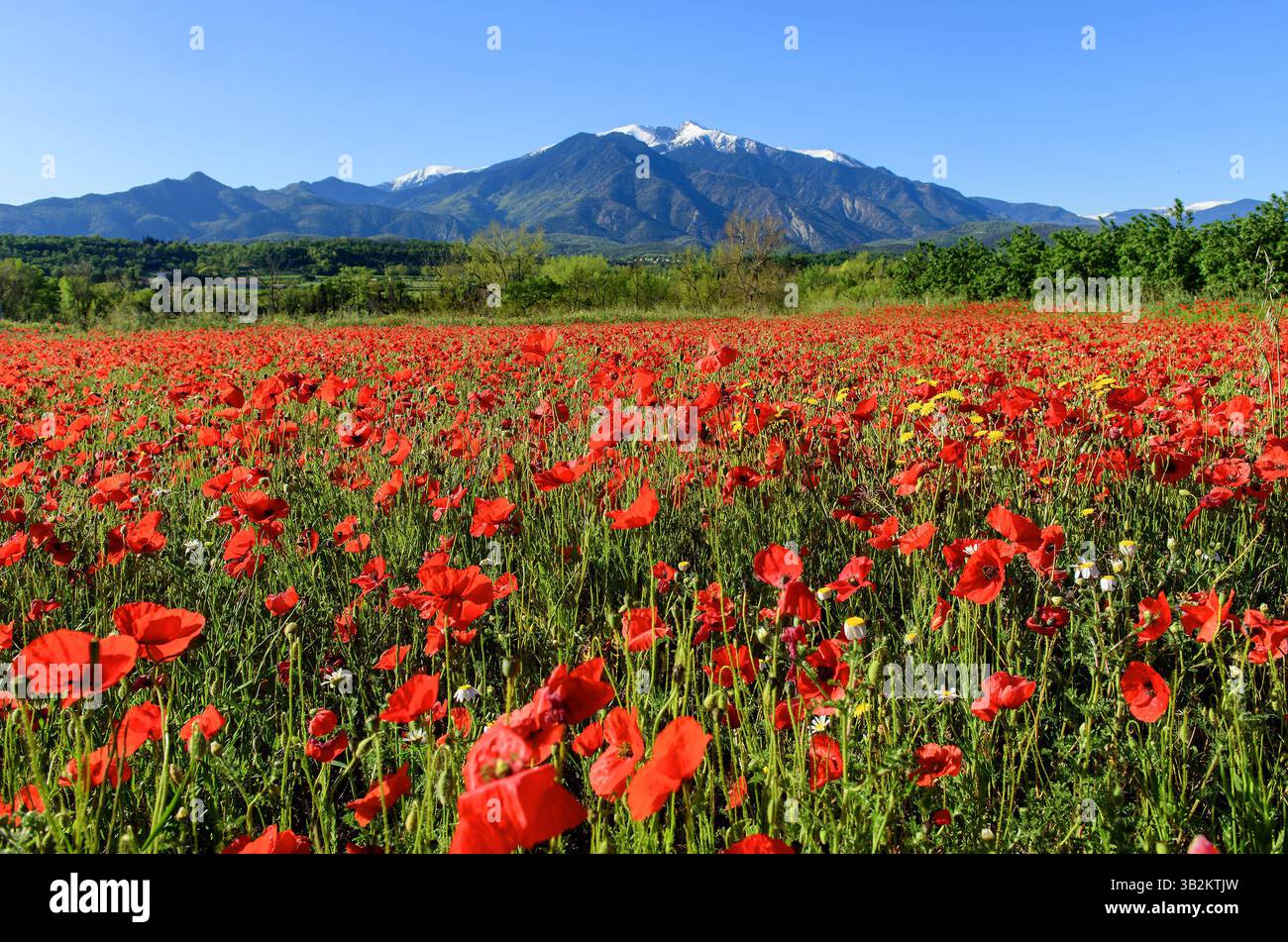 France pyrénées orientales caspring les coquelicots clairs champ de couleurs rouges et magnifique ciel bleu paysage symbole de paix et magique fleuri paysage nature Banque D'Images