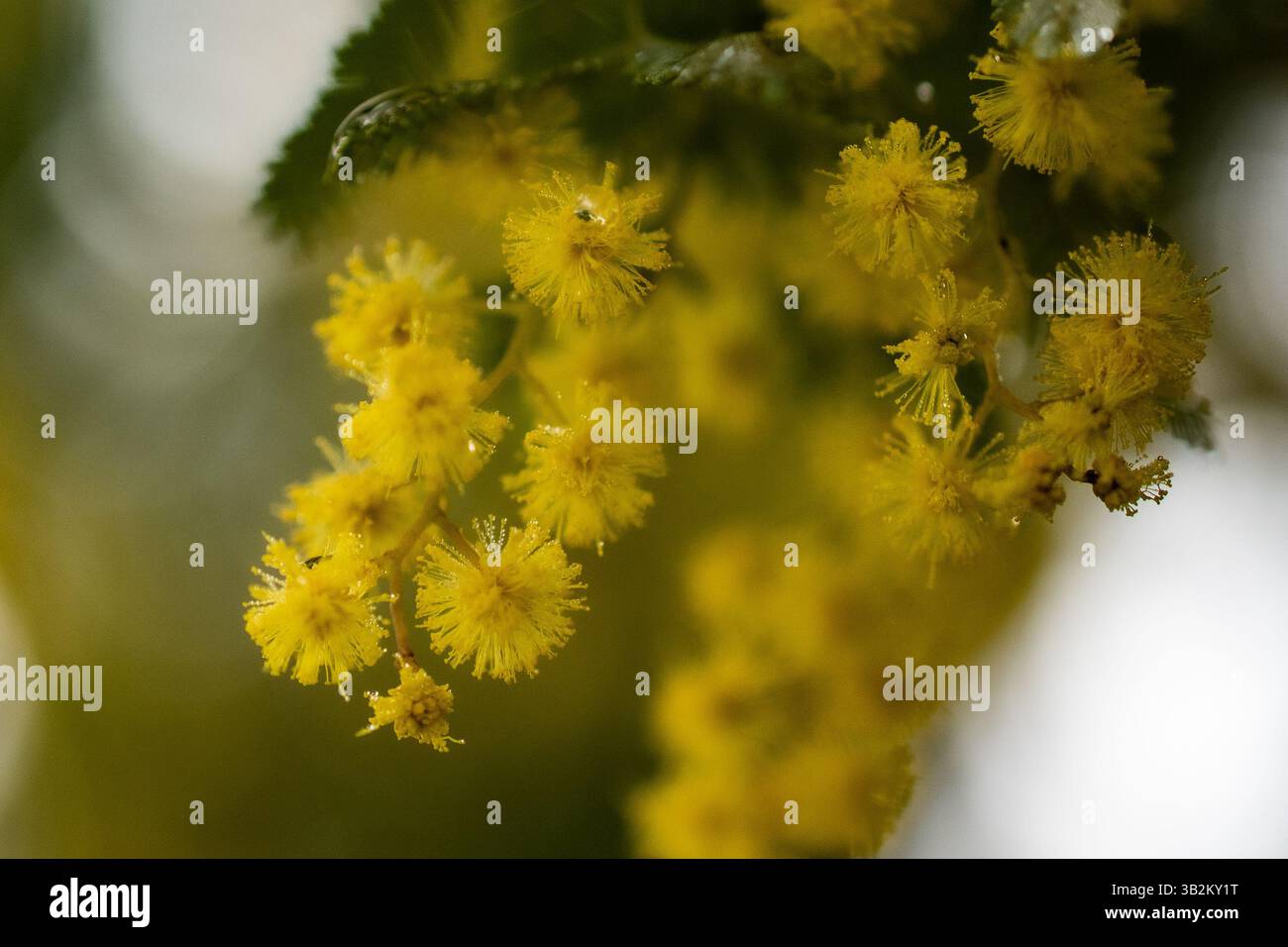 les fleurs de hochet se rapprochent Banque D'Images