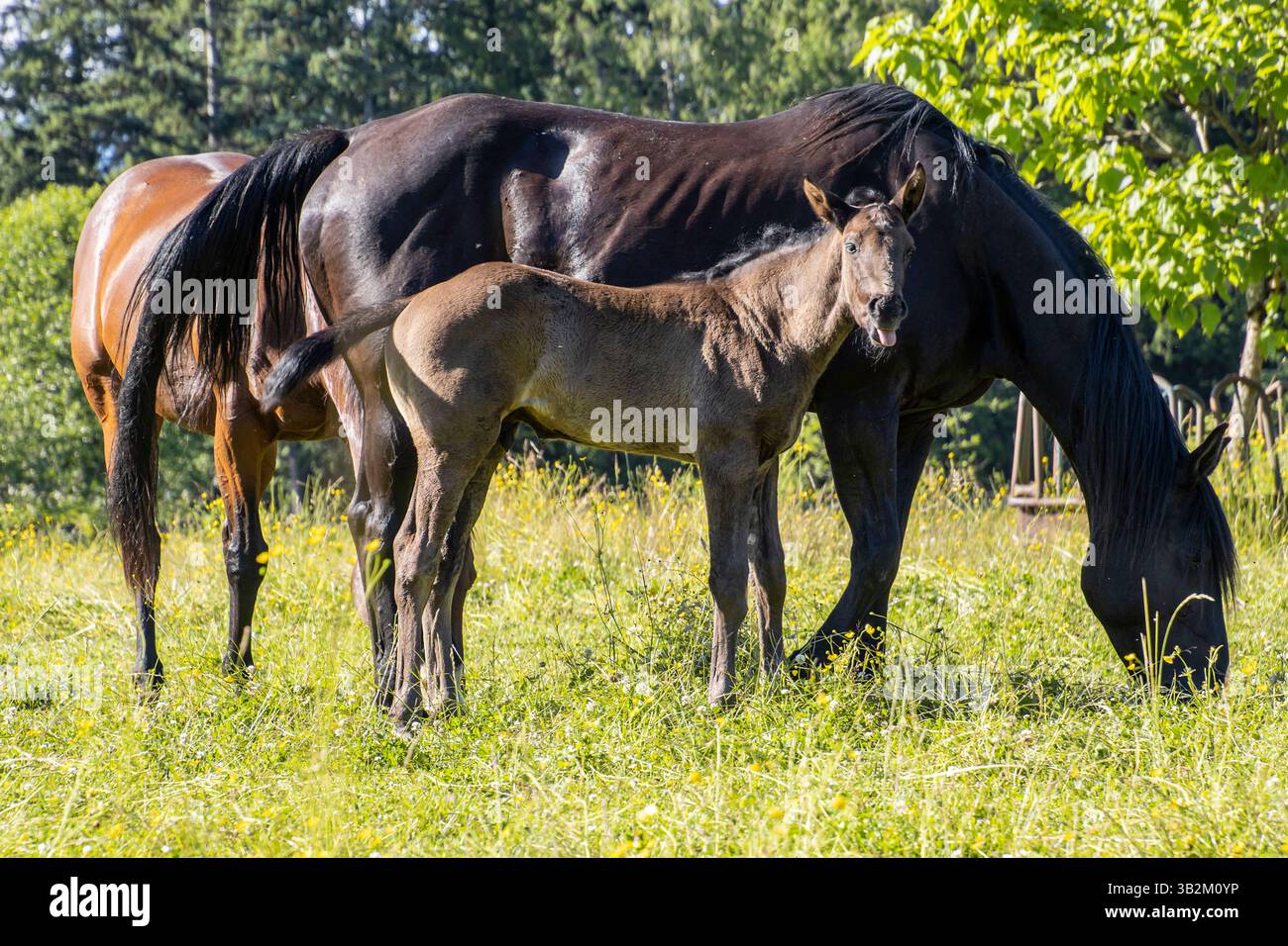 Deux chevaux, un adulte et un poulain, profitent d’une journée ensoleillée dans un champ verdoyant. Le cheval adulte pèle tandis que le poulain se tient à proximité, mettant en valeur son bo Banque D'Images
