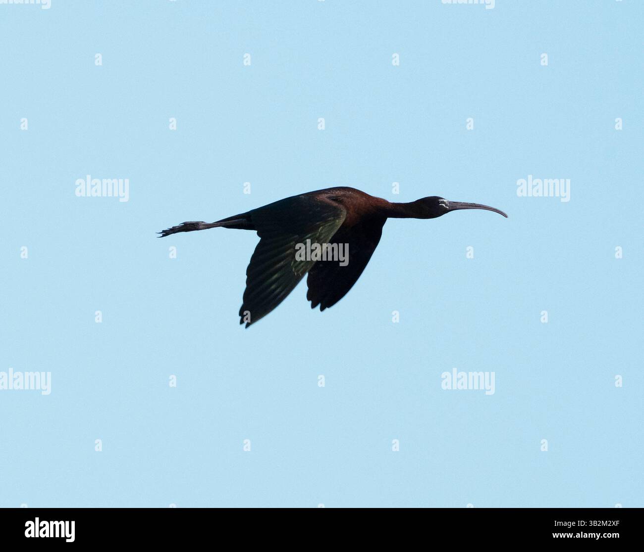 Ibis brillant (Plegadis falcinellus) en vol, marais d'Akrotiri, République de Chypre Banque D'Images