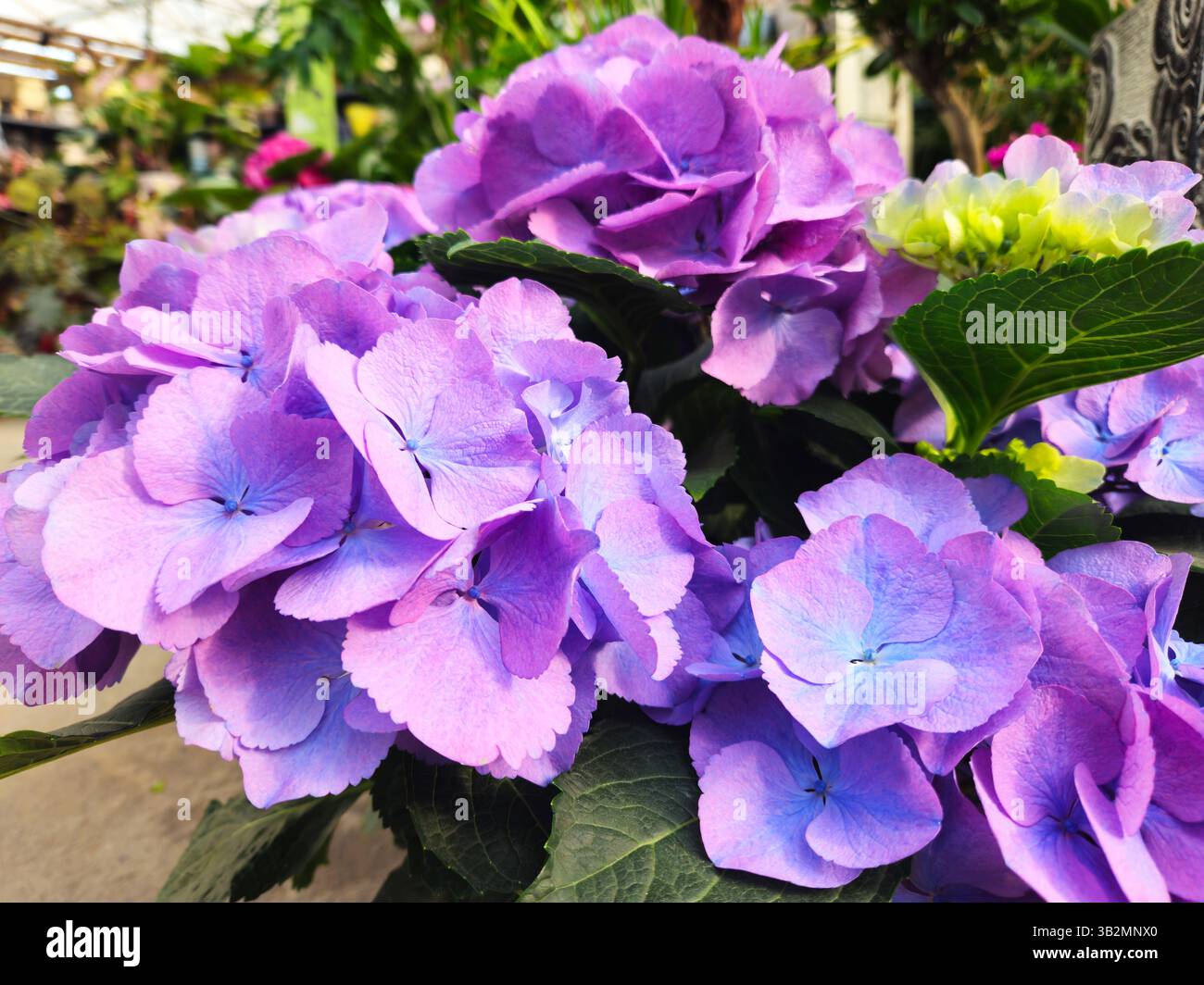 Gros plan de fleurs d'hortensia violettes et bleues éclatantes en serre Banque D'Images