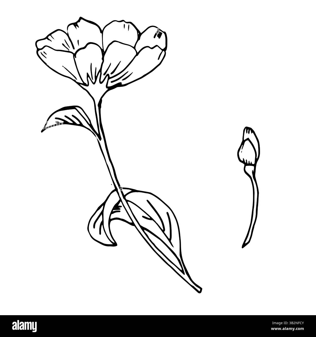Fleur de jardin avec des feuilles, croquis à l'encre noire et blanche. Illustration botanique vectorielle. Un dessin de fleurs et de bourgeons de prairie, isolé sur backgrou blanc Illustration de Vecteur