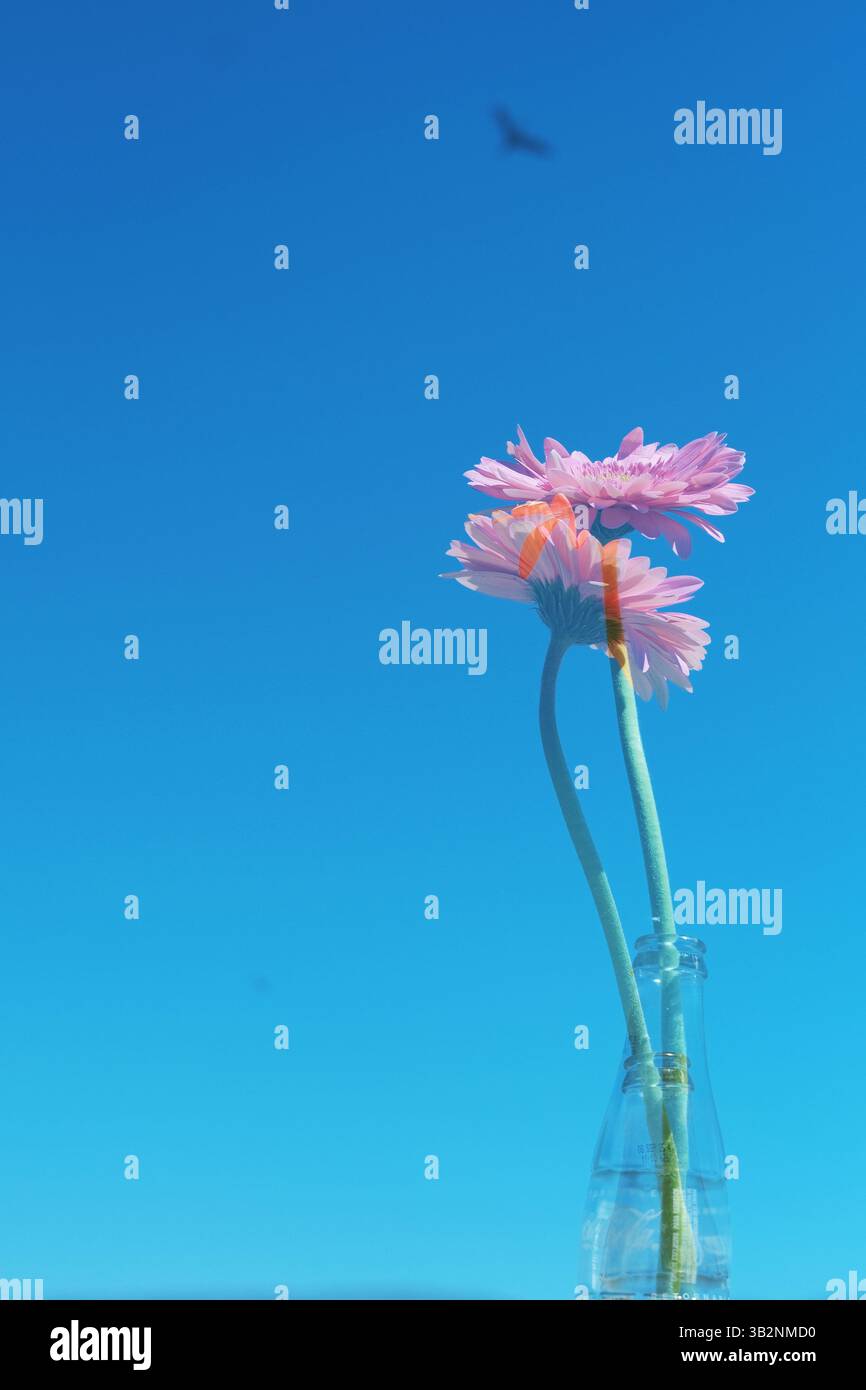 Délicates fleurs roses contre le ciel Banque D'Images