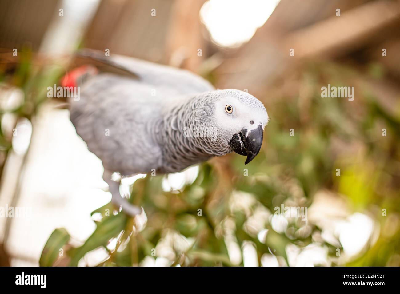 SAUVAGE AFRICAN GREY PAROT ASSIS SUR UNE BRANCHE Banque D'Images