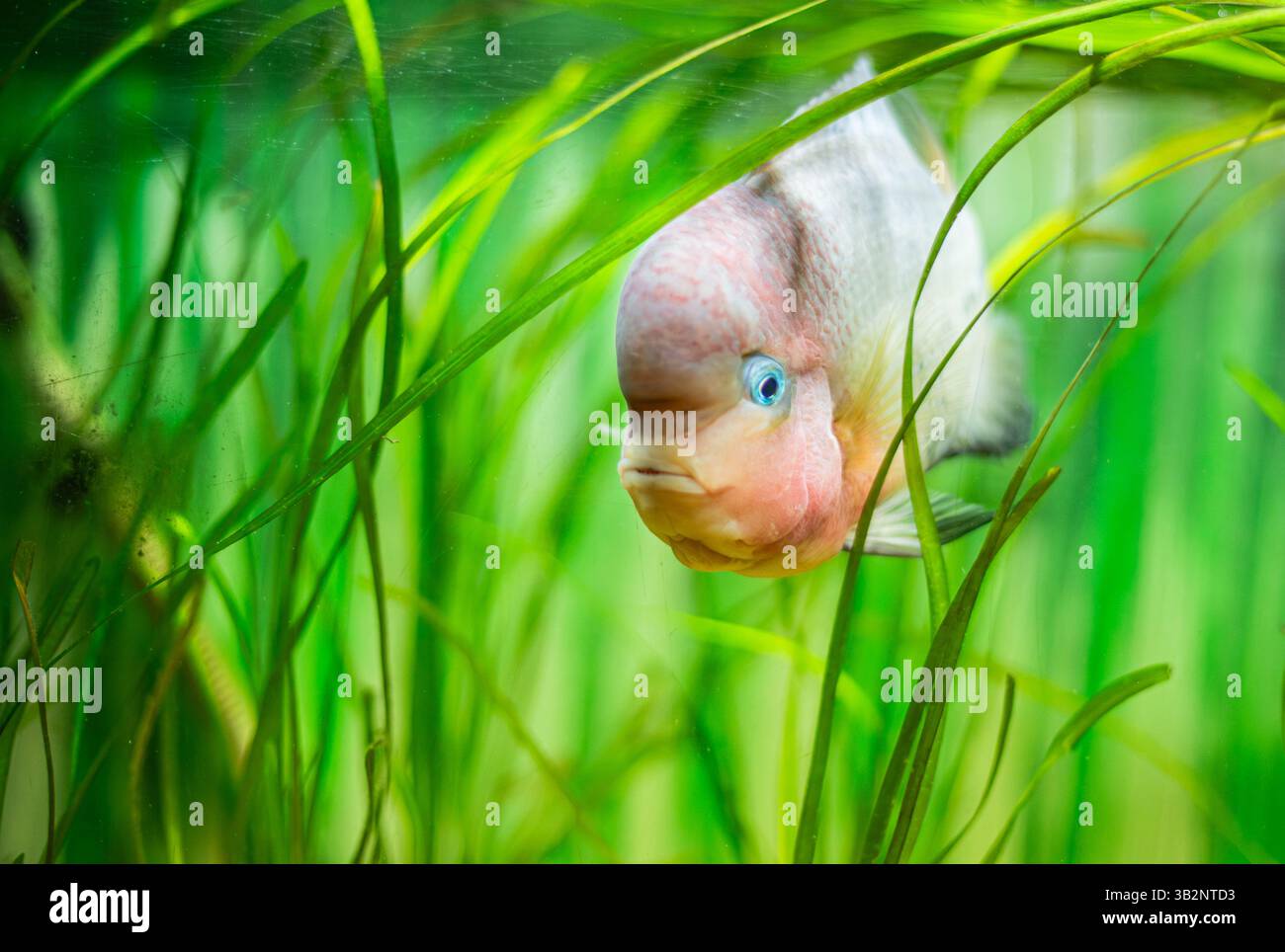 Cichlid coloré de cornet de fleur nageant dans un aquarium planté Banque D'Images