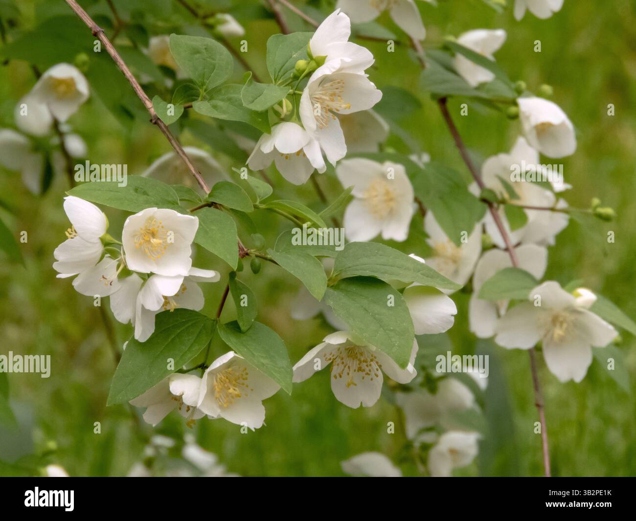 Branches de Philadelphie avec des fleurs blanches, des feuilles et des bourgeons dans le jardin d'été. Plante à fleurs orangées simulées. Belles fleurs avec des fleurs orangées an Banque D'Images
