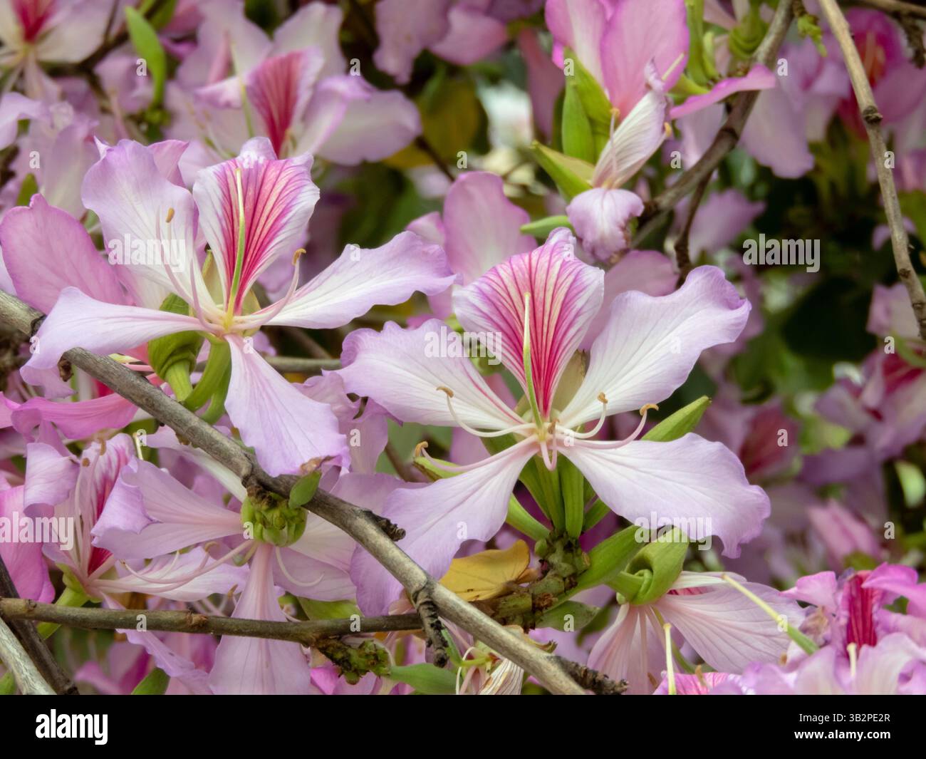 Bauhinia variegata plante à fleurs de la famille des légumineuses Fabaceae. Bel arbre d'orchidée rose fleuri au printemps. Plante ornementale d'ébène de montagne bloss Banque D'Images
