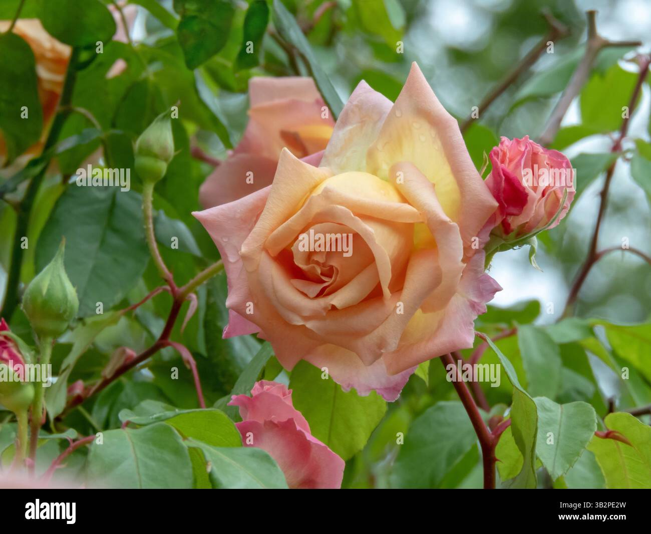 Fleur en forme de thé hybride rose orange. Double tête de fleur dans le jardin. Belle fleur de rose avec pétales de pêche. Banque D'Images