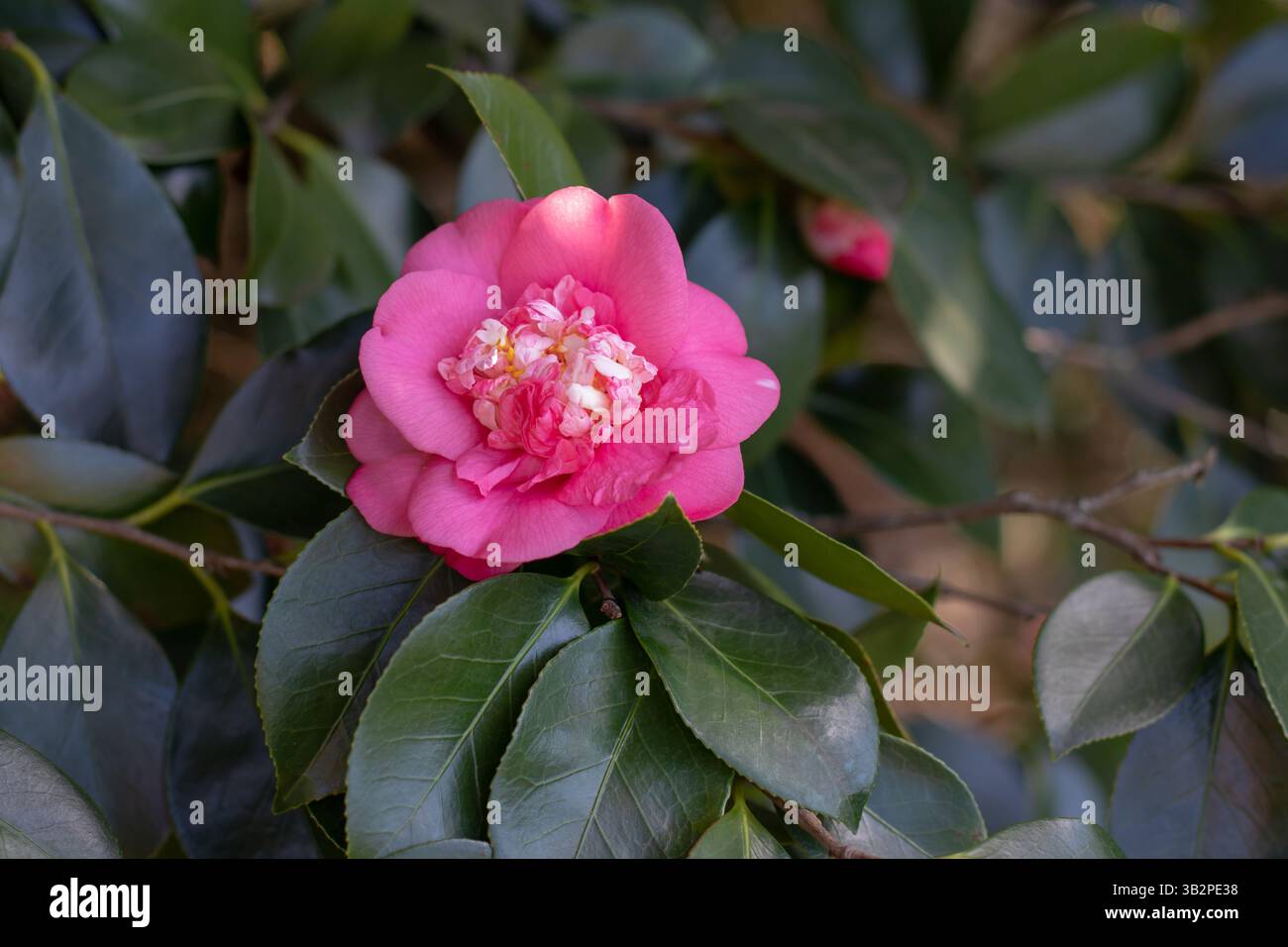 Plante ornementale à feuilles persistantes ornementales à fleurs Camellia japonica. Fleur de camélia dans le jardin japonais. Belle fleur de forme anémone rose. Leav vert brillant Banque D'Images