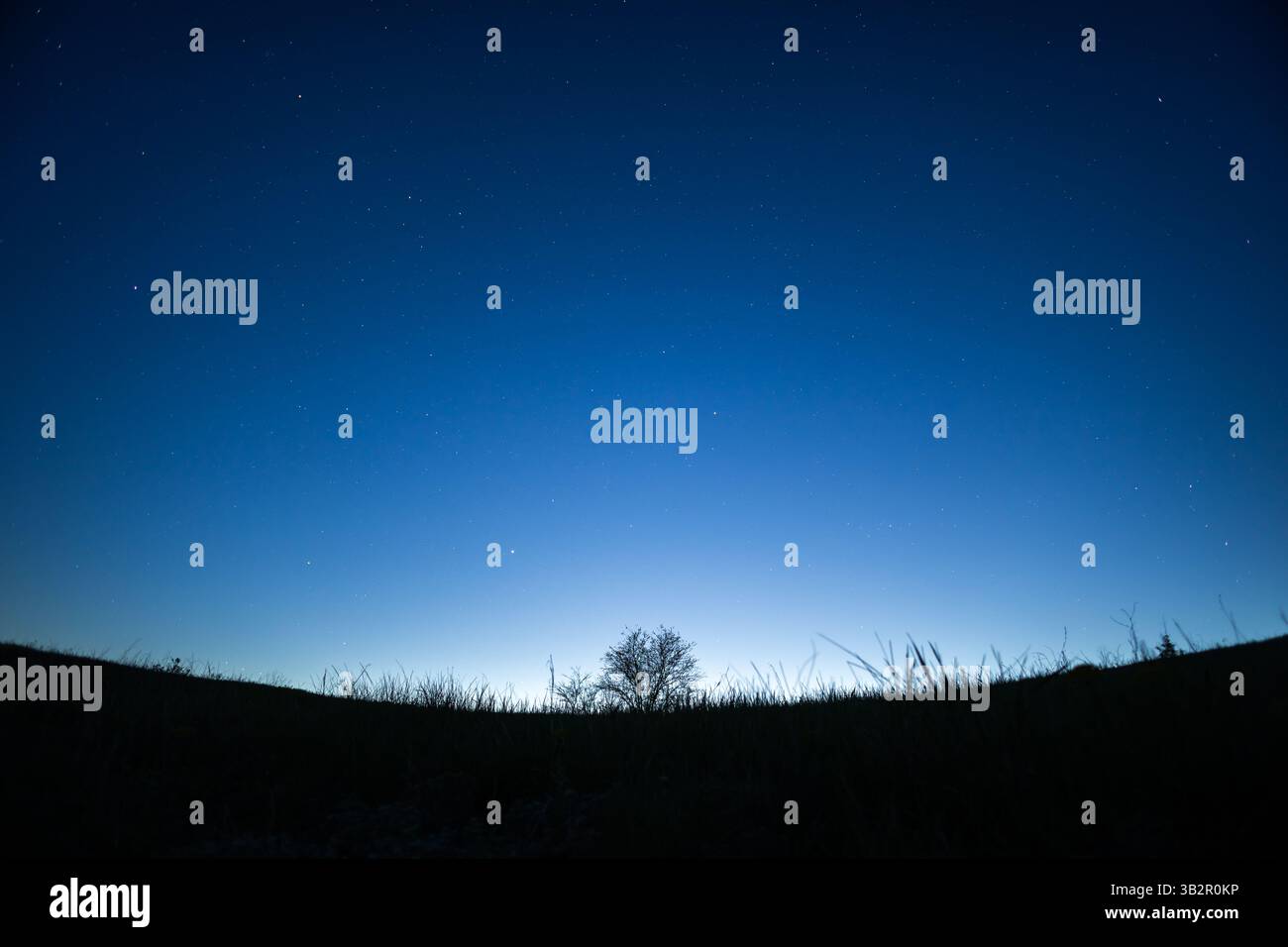Ciel du soir après le coucher du soleil. Arbre solitaire dans un champ la nuit, ciel calme. Beau contraste entre le ciel bleu et la ligne d'horizon blanche. Banque D'Images