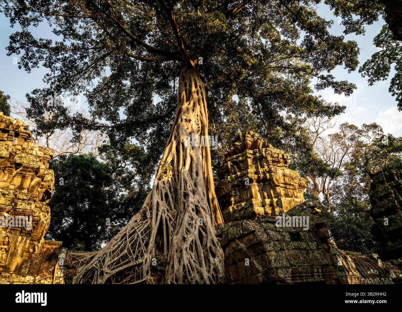 Un arbre majestueux aux racines tentaculaires se dresse parmi les ruines de pierre anciennes, baignées de lumière chaude du soleil. La scène capture la beauté de la nature récupérant l'homme Banque D'Images
