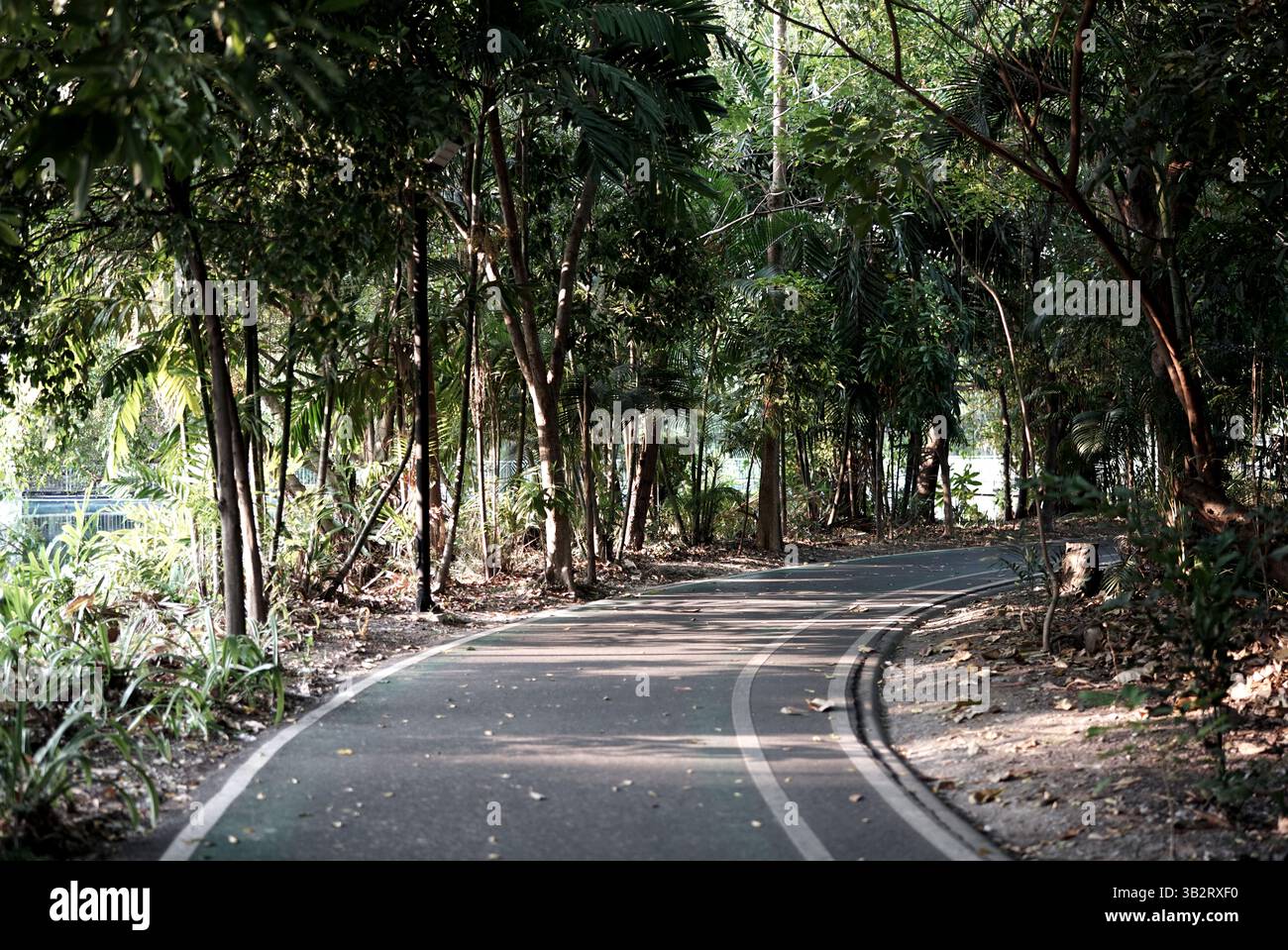 Chemin dans la forêt de jardin urbain naturel vert arbre verdoyant plantes feuillus vue Banque D'Images