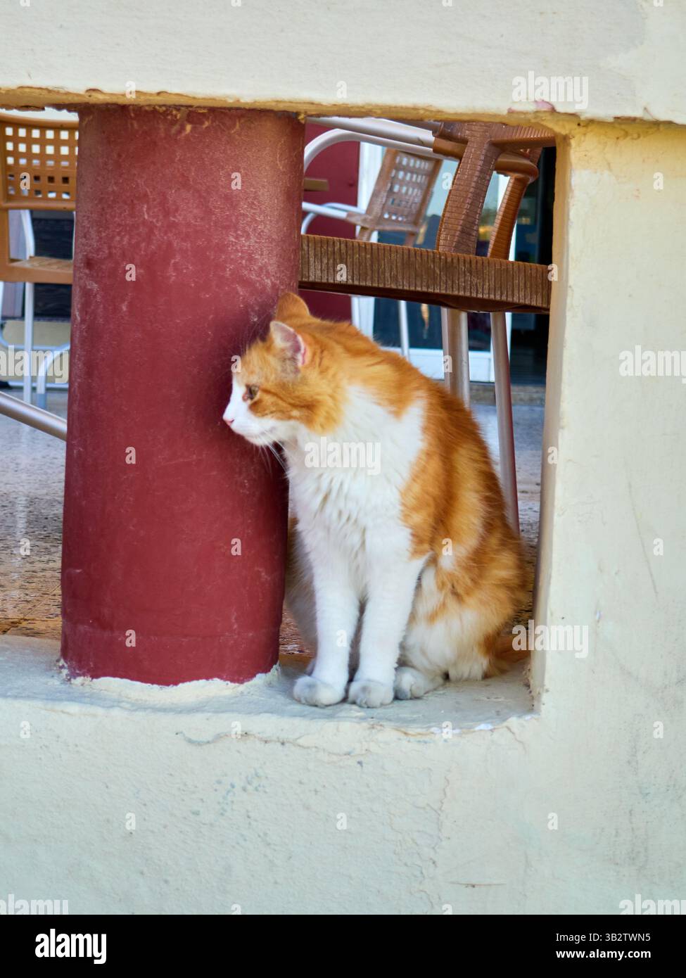 Chat gingembre assis dans un coin d'une maison à Malte Banque D'Images