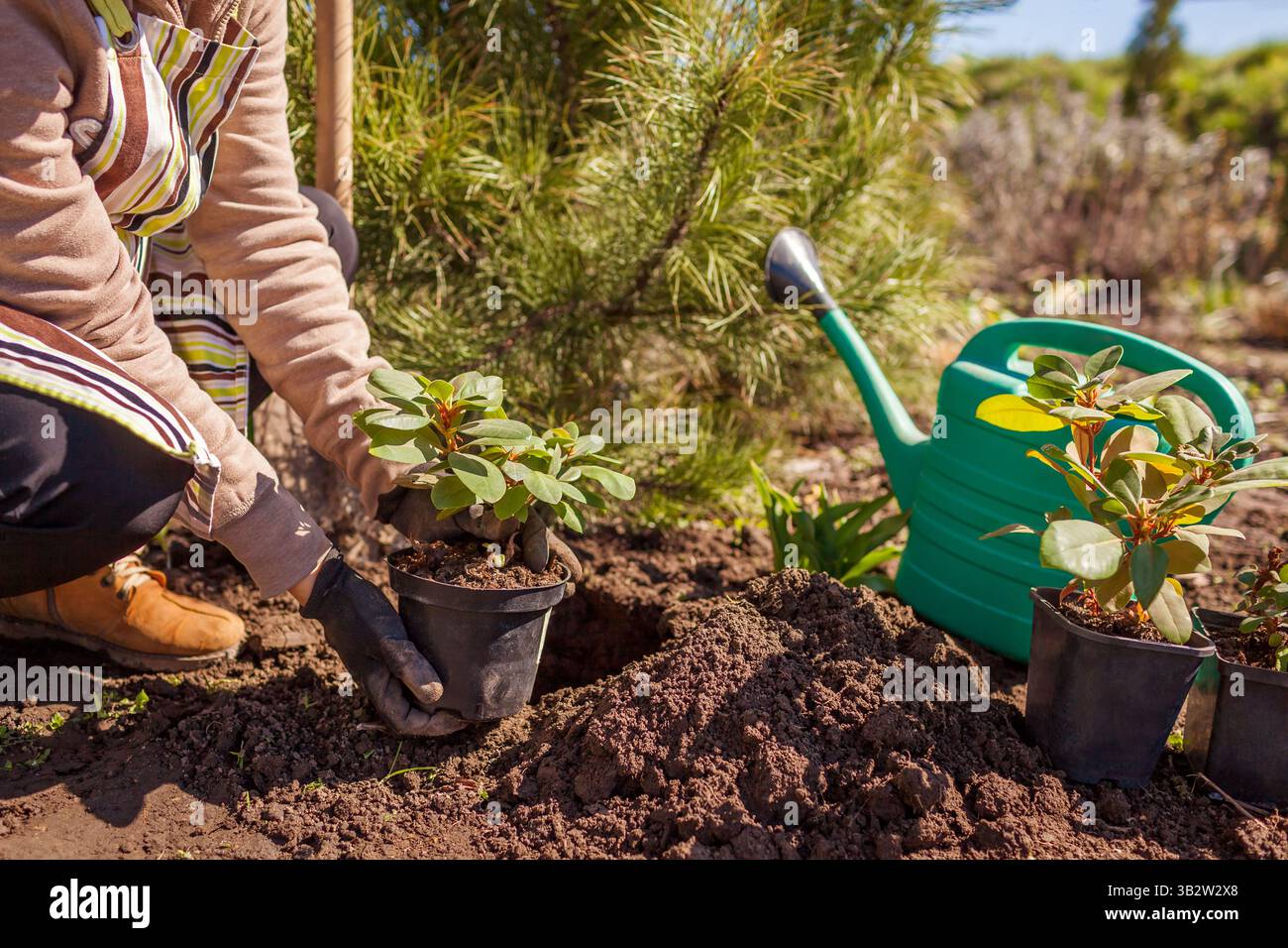 Jardinier plantant un buisson de rhododendron dans le sol dans le jardin de printemps. Femme tenant le récipient avec la plante persistante portant des gants Banque D'Images