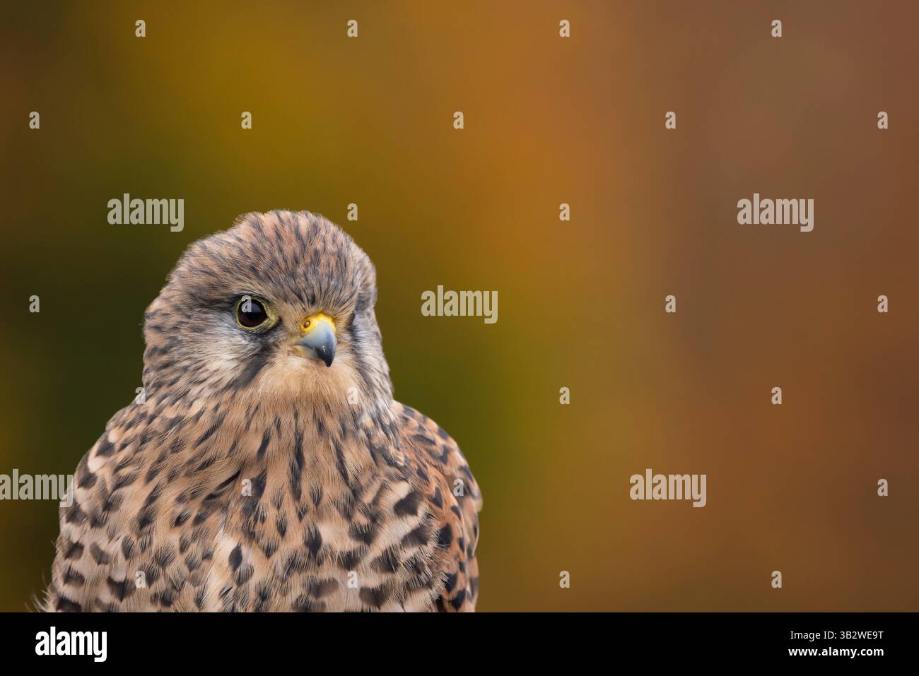 Cancerelle commune Falco tinnunculus (captive), portrait féminin adulte, Hawk Conservancy Trust, Hampshire, Royaume-Uni, octobre Banque D'Images