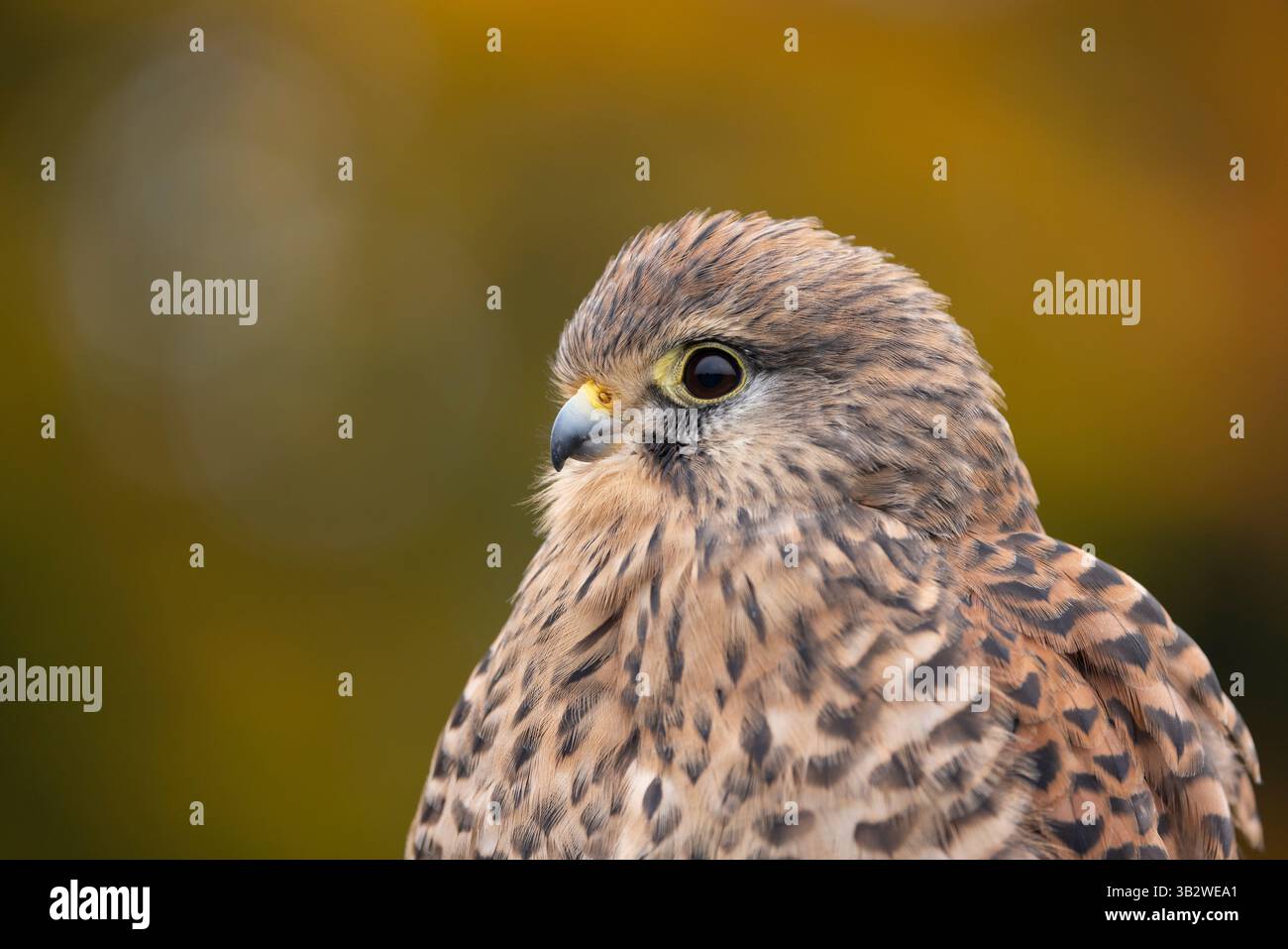 Cancerelle commune Falco tinnunculus (captive), portrait féminin adulte, Hawk Conservancy Trust, Hampshire, Royaume-Uni, octobre Banque D'Images