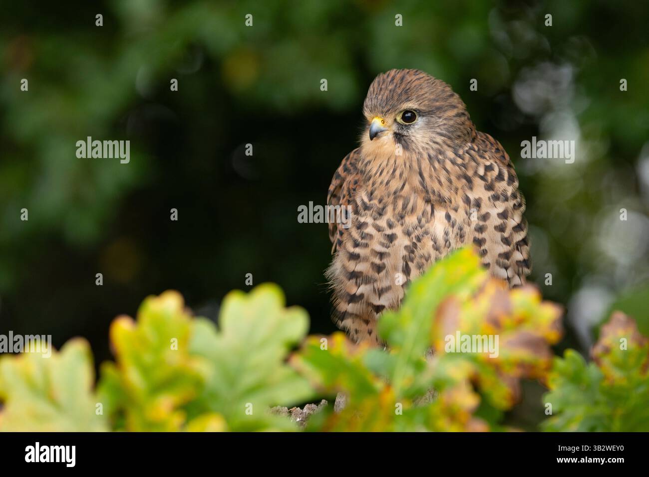 Cancerelle commune Falco tinnunculus (captive), femelle adulte perchée dans un chêne, Hawk Conservancy Trust, Hampshire, Royaume-Uni, octobre Banque D'Images
