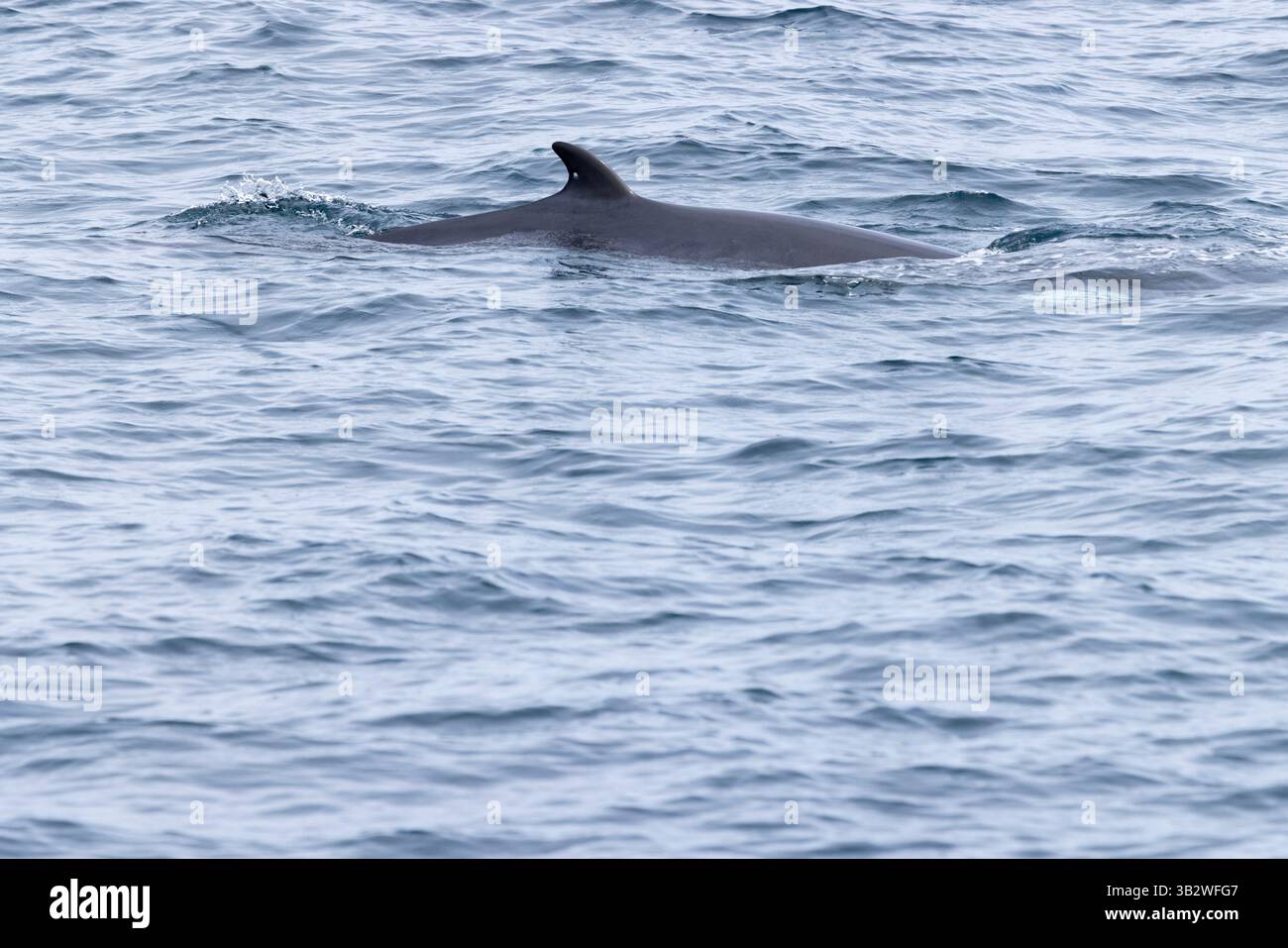 Petit rorqual commun Balaenoptera acutorostrata, surface, baie de Falmouth, Cornouailles, Royaume-Uni, juillet Banque D'Images