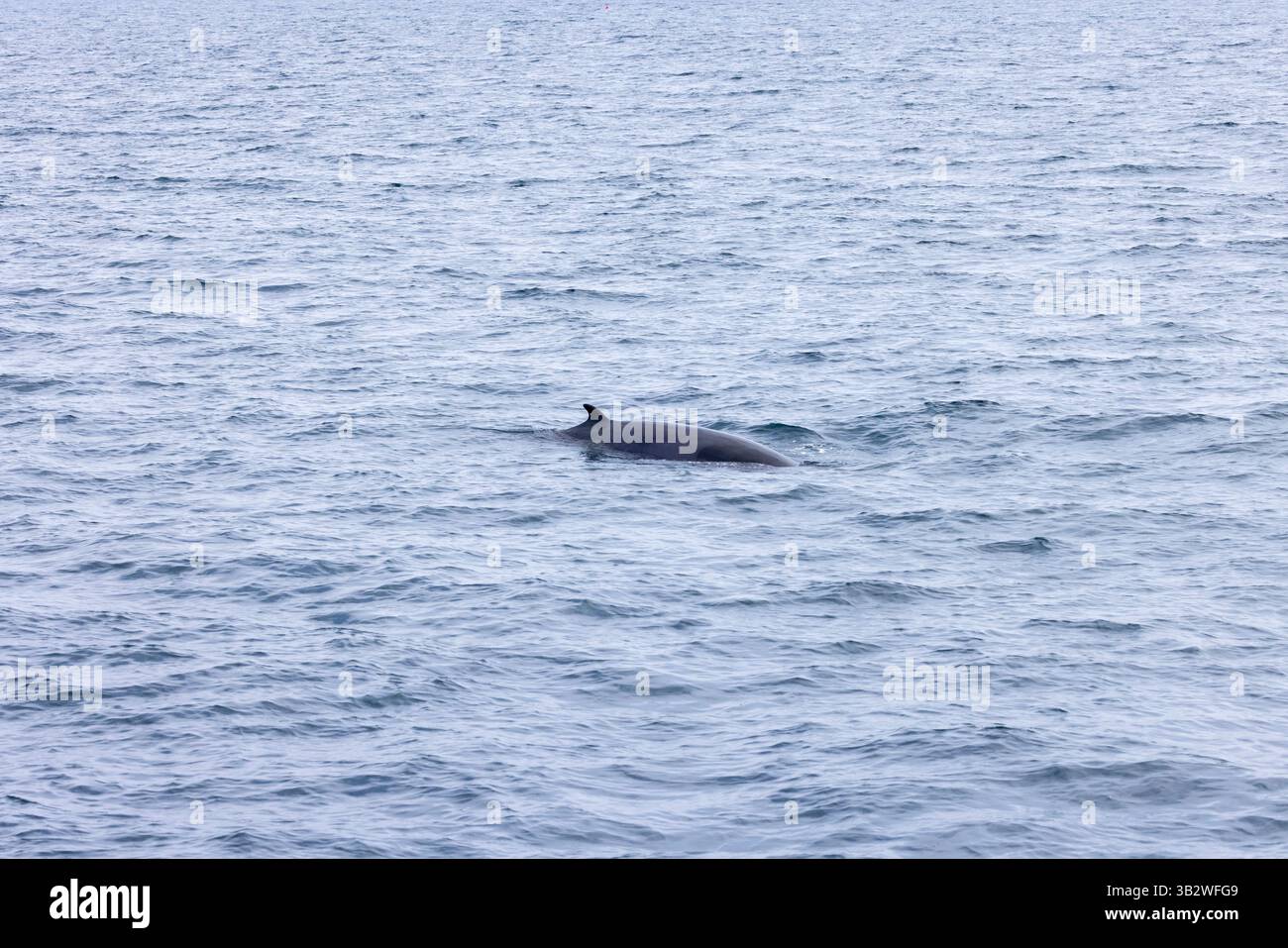 Petit rorqual commun Balaenoptera acutorostrata, surface, baie de Falmouth, Cornouailles, Royaume-Uni, juillet Banque D'Images
