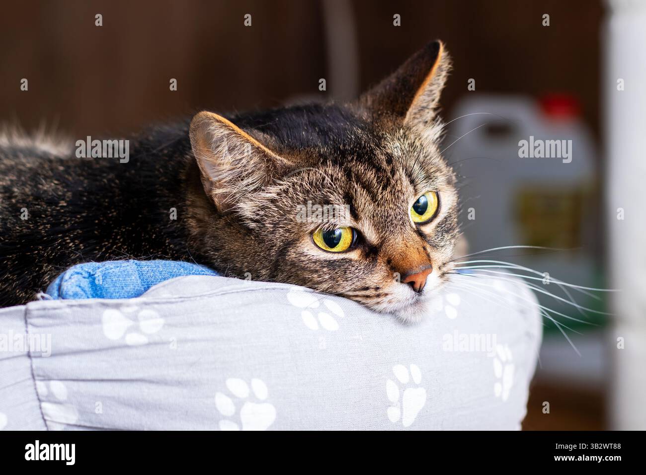 Un chat paisible et serein se repose confortablement sur un lit douillet, capturé magnifiquement dans un moment de contemplation profonde Banque D'Images