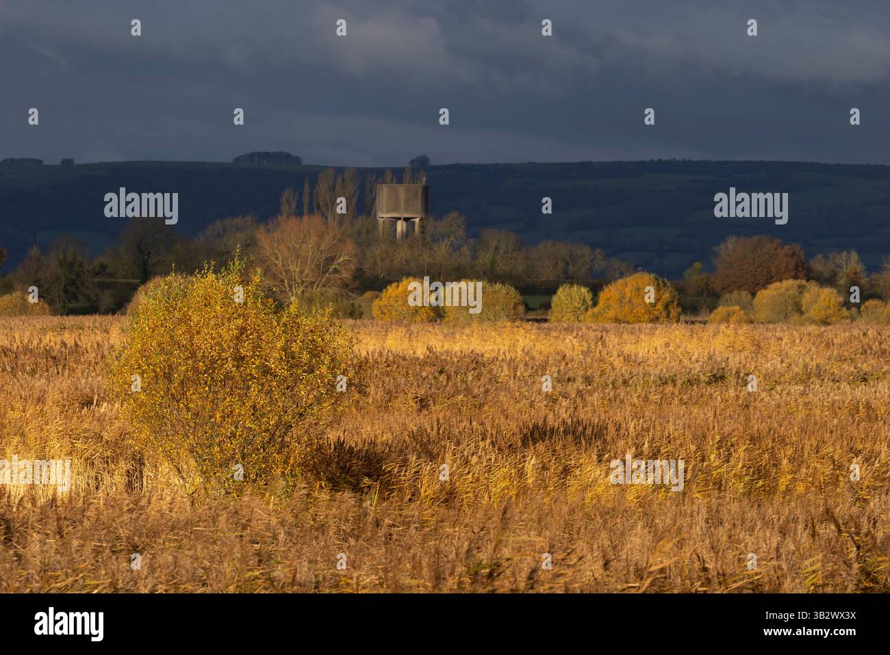 Vue paysage des roselières au coucher du soleil, Ham Wall, Somerset, Royaume-Uni, novembre Banque D'Images