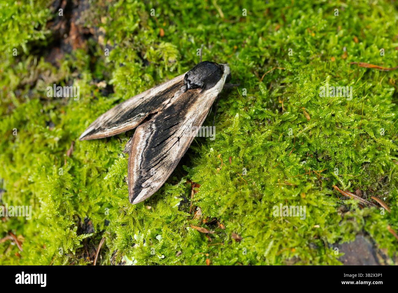 Privet Hawkmoth Sphinx ligustri, imago perotant sur bûche moussue, Penmorvah Hotel, Cornouailles, Royaume-Uni, juillet Banque D'Images