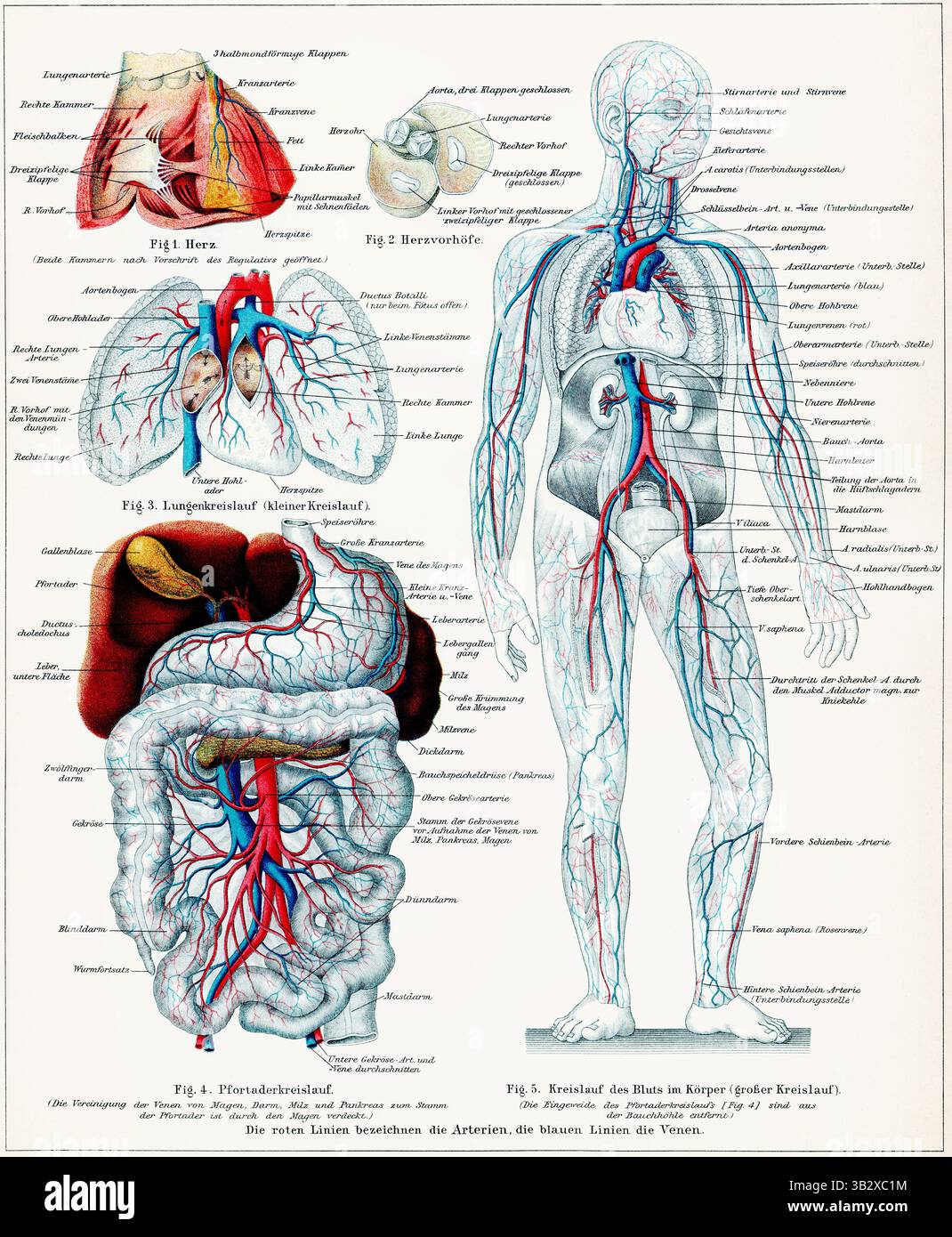 Vaisseaux sanguins humains et organes principaux avec circulation pulmonaire, circulation de la veine porte et circulation systémique. Banque D'Images