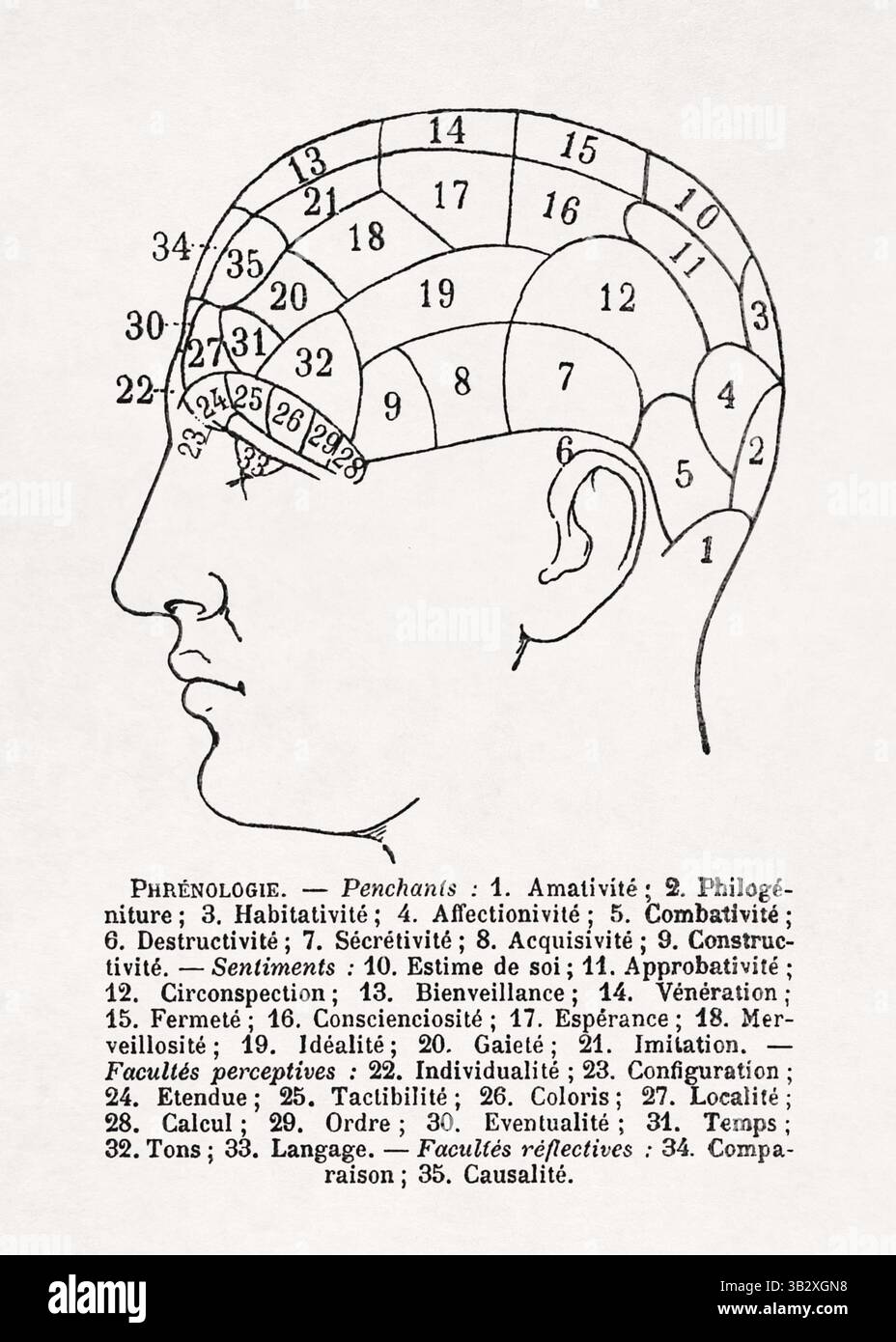 Iillustration d'un diagramme phrénologique montrant un profil d'une tête humaine divisé en sections numérotées, chacune correspondant à un facul mental spécifique Banque D'Images