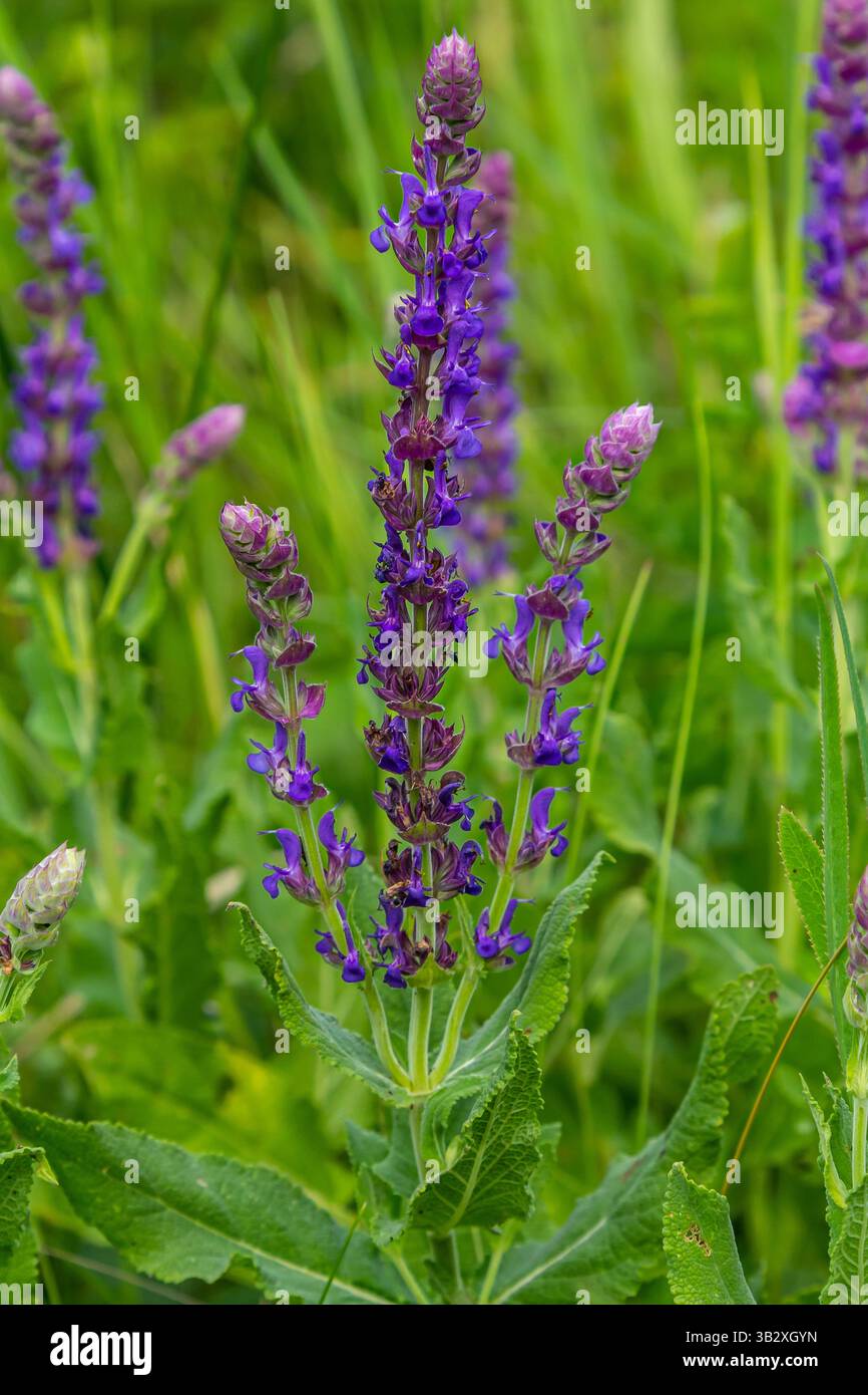 Salvia nemorosa, sauge forestière, belle couleur vive, fleurs bleu violet en fleurs, muscadine fleurs ornementales dans le jardin. Banque D'Images