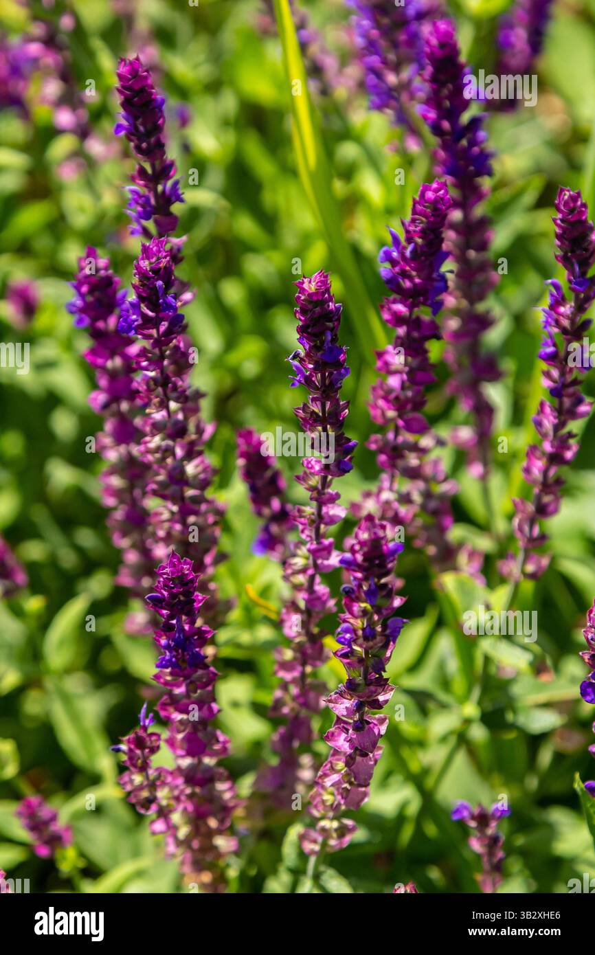 Salvia nemorosa, sauge forestière, belle couleur vive, fleurs bleu violet en fleurs, muscadine fleurs ornementales dans le jardin. Banque D'Images