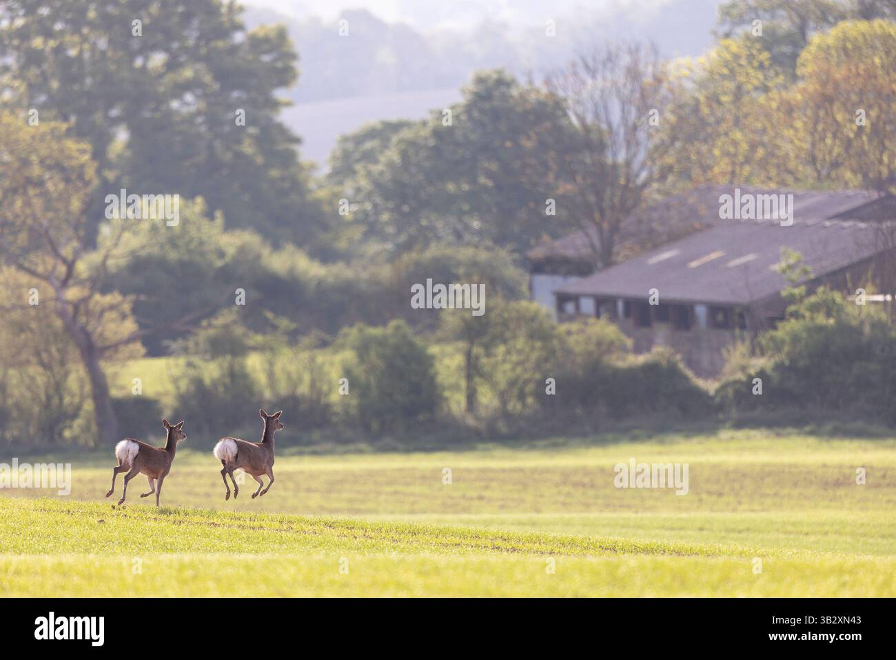 Kidderminster, Royaume-Uni. 28 avril 2025. Météo au Royaume-Uni : une paire de chevreuils liés à travers un champ de fermiers avec un printemps dans leur pas alors que le soleil glorieux bat vers le bas d'en haut. C'est une journée paresseuse au soleil pour ces gars que les températures atteignent bientôt un très confortable 20 degrés. Crédit : Lee Hudson/Alamy Live News Banque D'Images