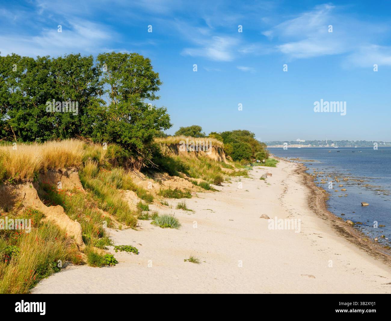 Côte avec plage de sable et falaises avec végétation côtière près du village de Stein le long du fjord de Kiel, Schleswig-Holstein, Allemagne Banque D'Images