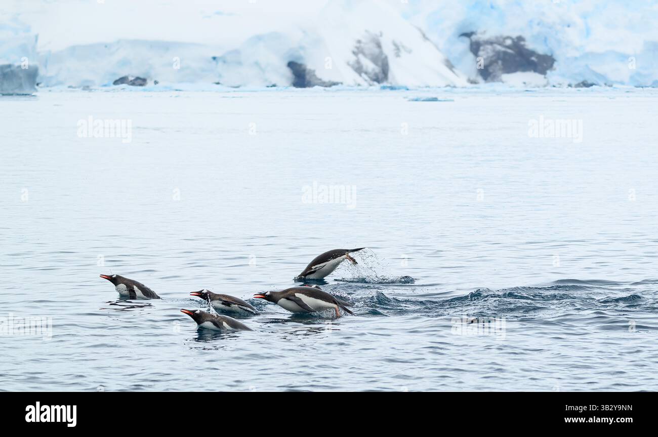 Un radeau de manchots Gentoo marpoing dans l'océan avec le littoral enneigé de la péninsule Antarctique en arrière-plan. Banque D'Images