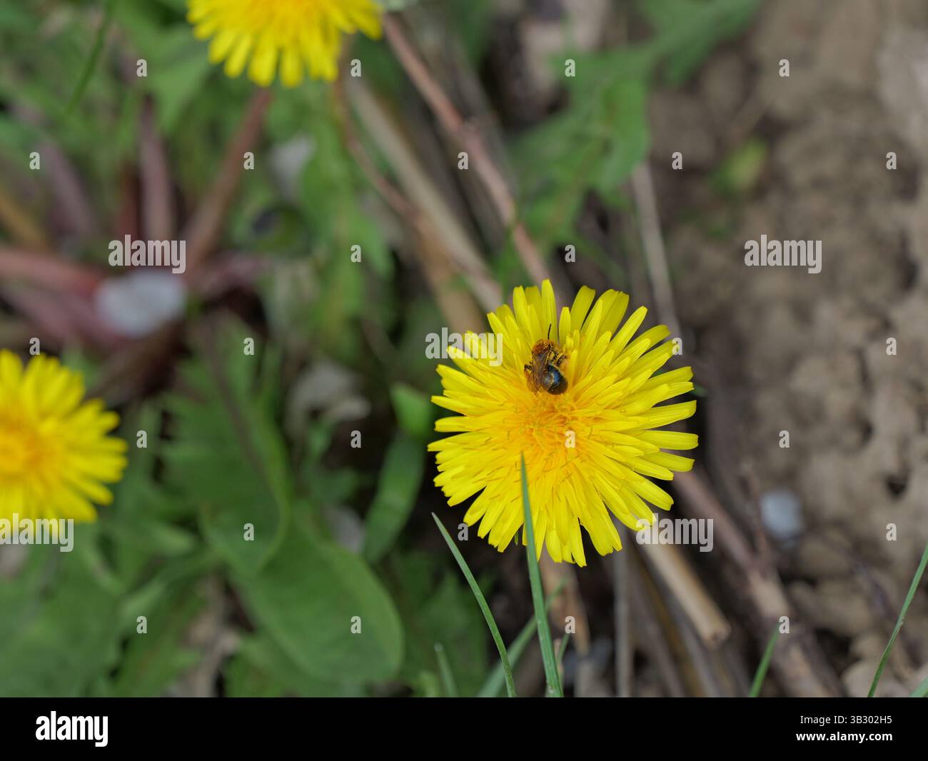 Une abeille sauvage recueille le nectar d'un papillon. Sentiments printaniers dans la nature. Banque D'Images