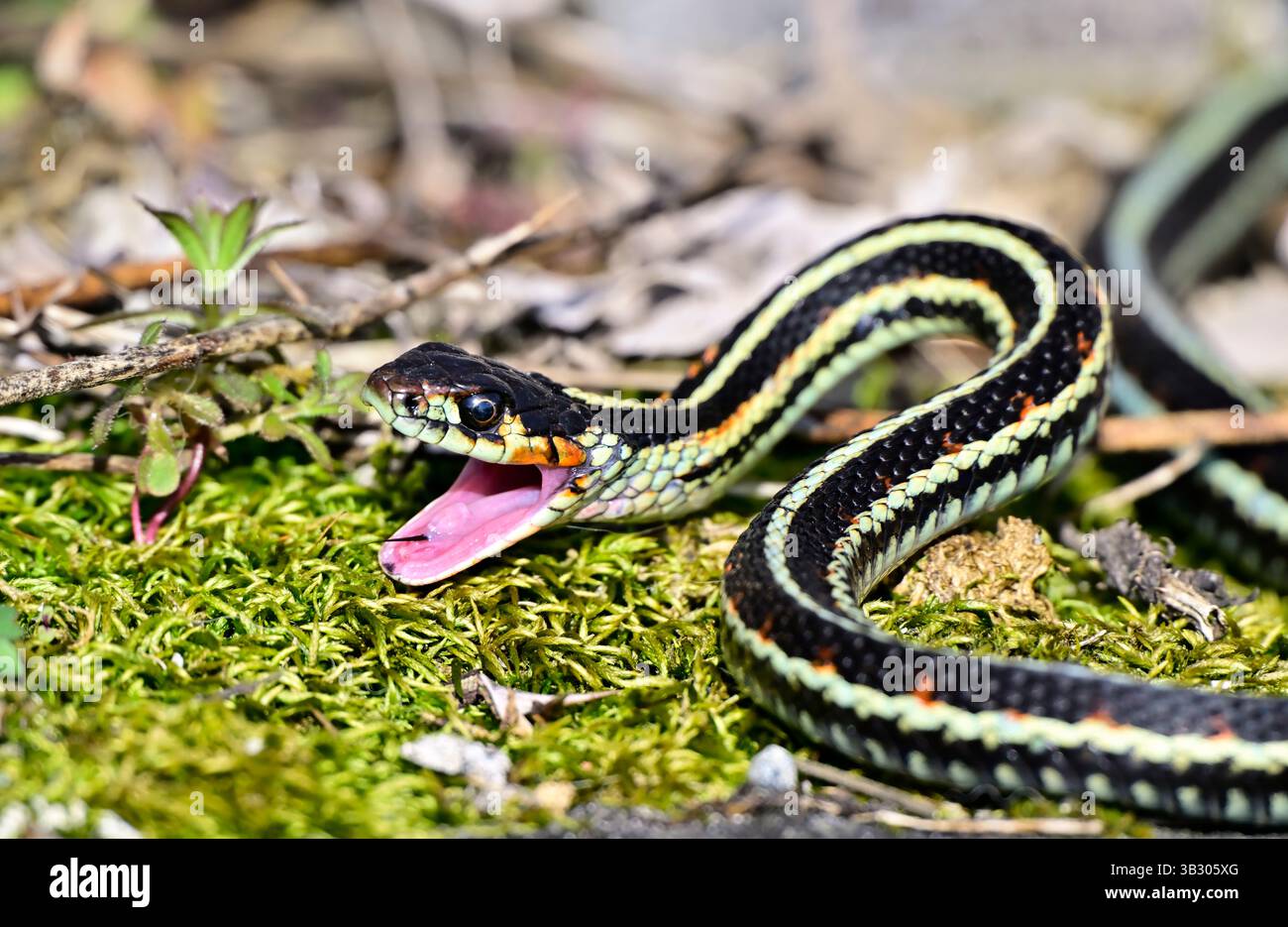 Un serpent à jarretière commun 'Thamnophis sirtalis', prêt à frapper avec sa bouche ouverte sur une plage Île de Vancouver Colombie-Britannique Canada. Banque D'Images