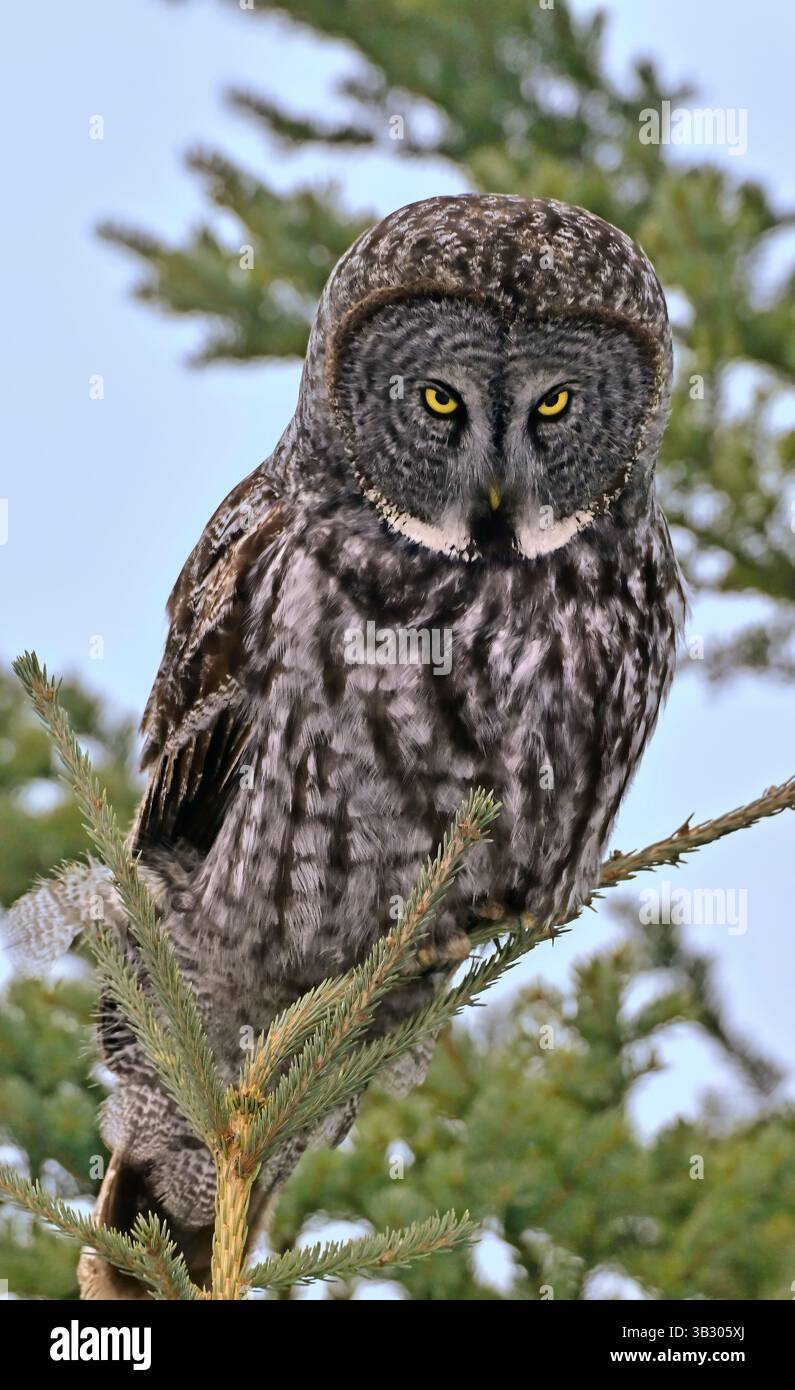 Une image verticale d'un grand hibou gris 'Strix nebulosa', perché sur le dessus d'un petit épinette avec un regard intense sur son visage Banque D'Images