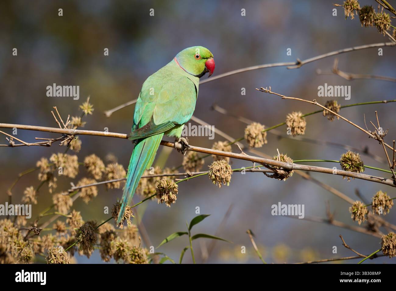 Perruche indienne (Psittacula krameri manillensis), Parc national de Tadoba, Inde, Asie Banque D'Images