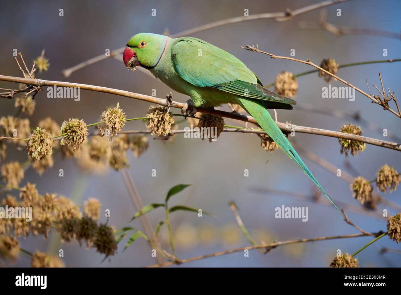 Perruche indienne (Psittacula krameri manillensis), Parc national de Tadoba, Inde, Asie Banque D'Images