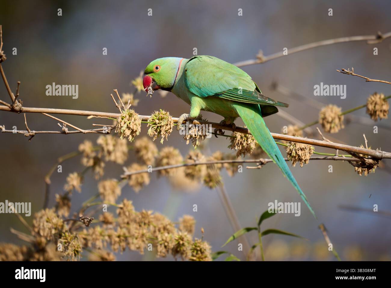 Perruche indienne (Psittacula krameri manillensis), Parc national de Tadoba, Inde, Asie Banque D'Images