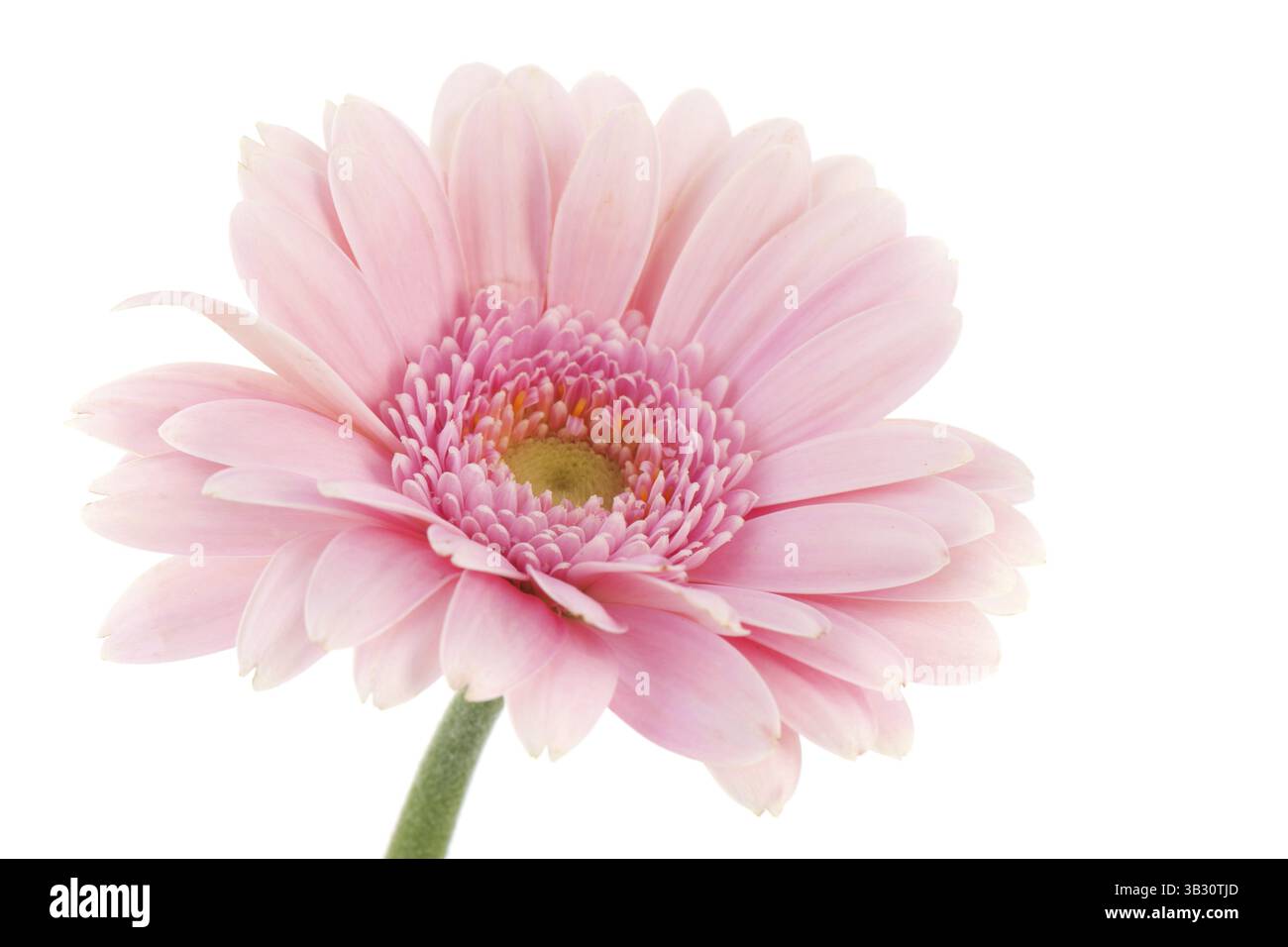 Gerber daisy macro de rose sur blanc bakcground Banque D'Images