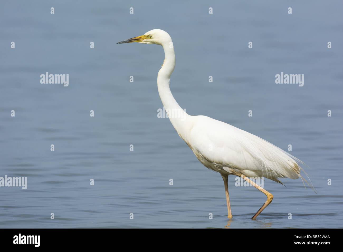 Grande Aigrette attraper un petit poisson Banque D'Images