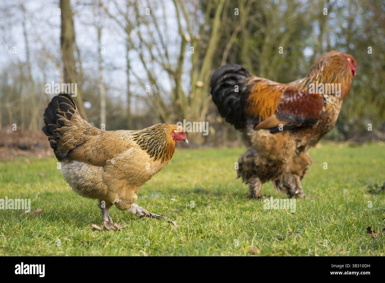 Poulets Brahma en plein air dans les pâturages Banque D'Images